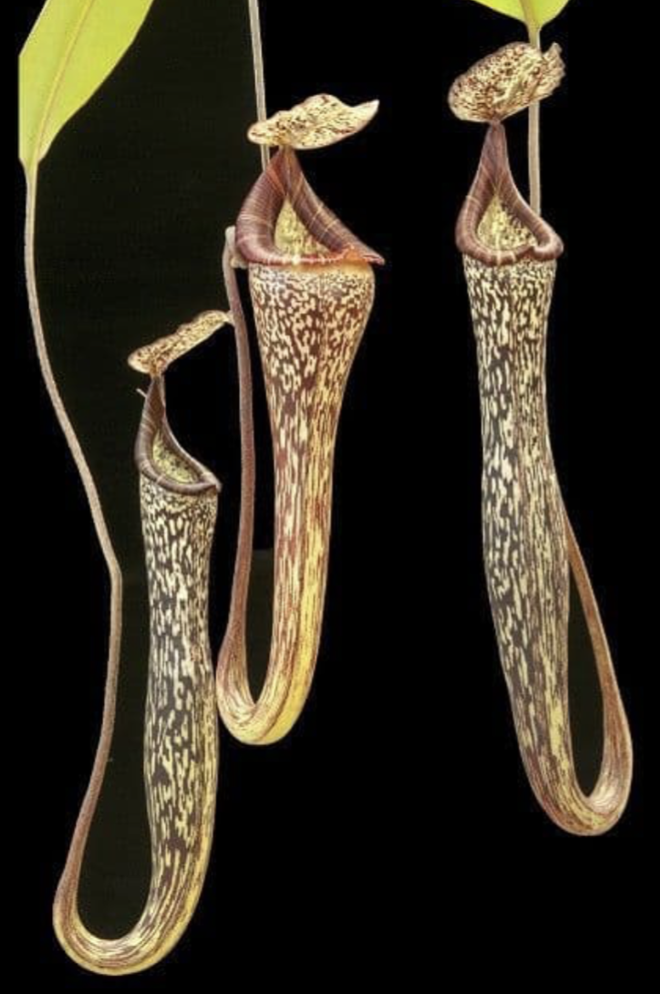 Screenshot 2026-02-06 at 11.08.48 AM.png