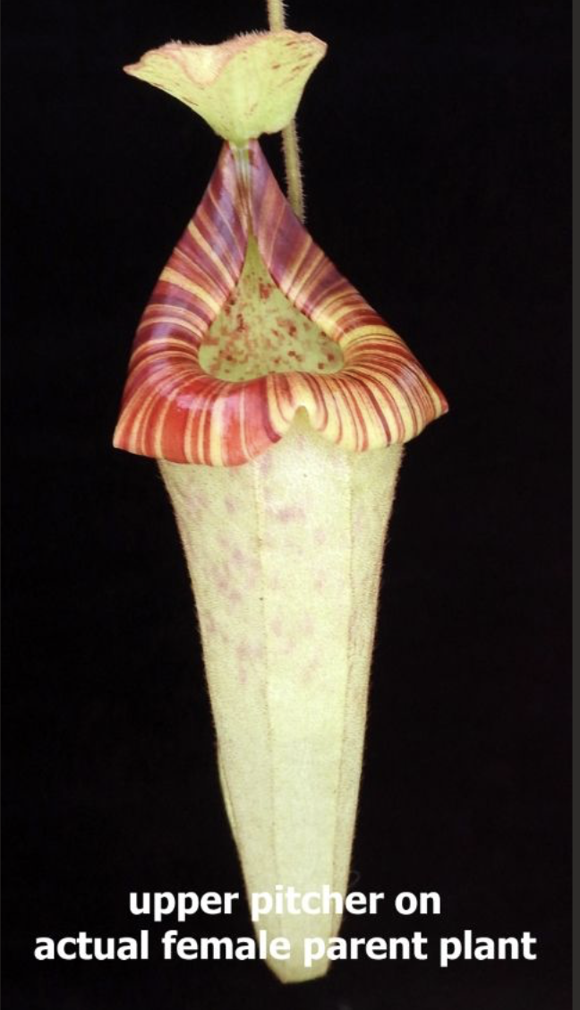 N. platychila BE-4065