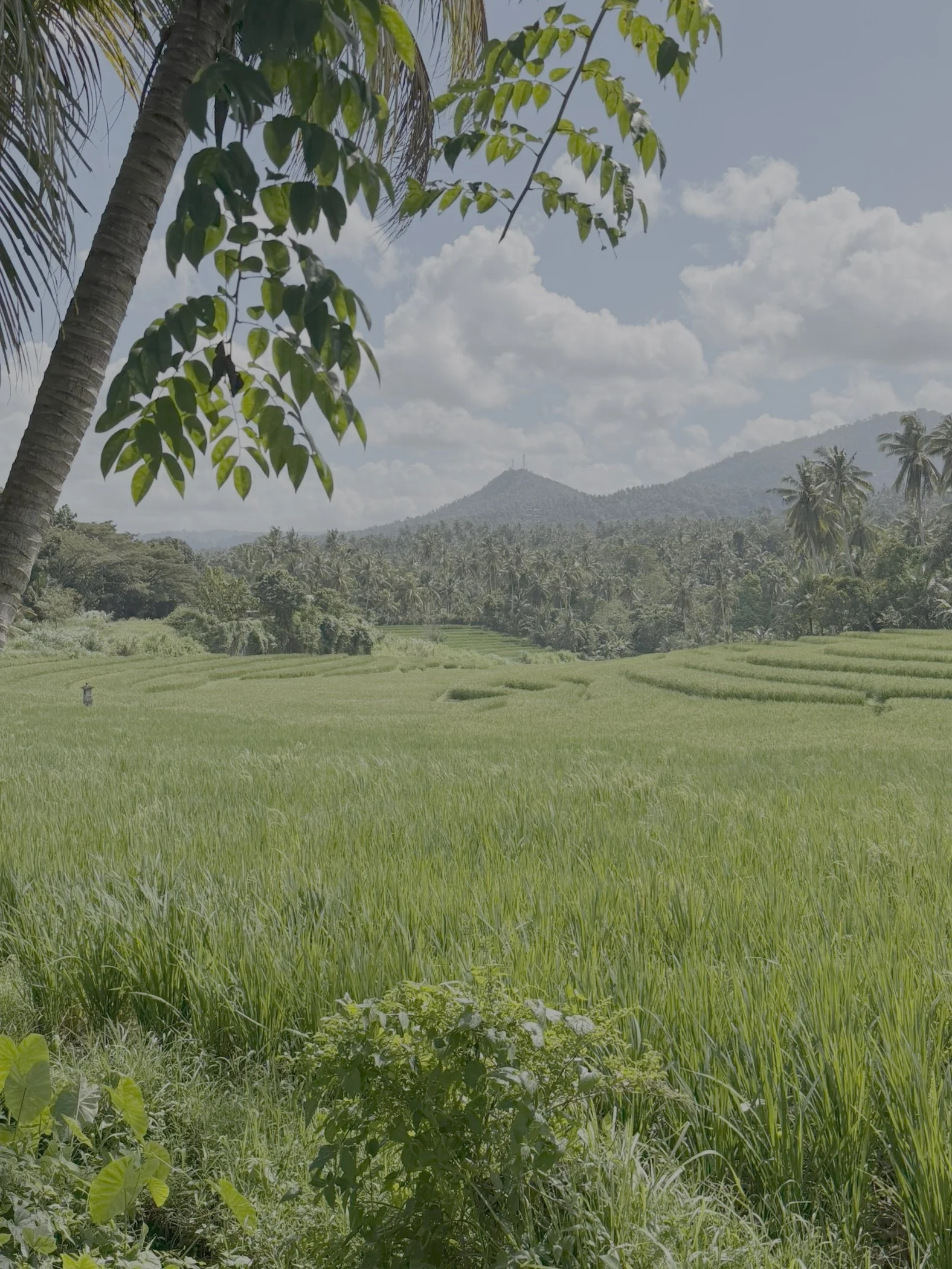 Lush green rice fields of Bali with palm trees, mountains, and clouds in the background representing Balance, Therapy, Integrated Guidance, Coaching, Yoga, Workshop Facilitation and Art and Music Therapy with Taylor.