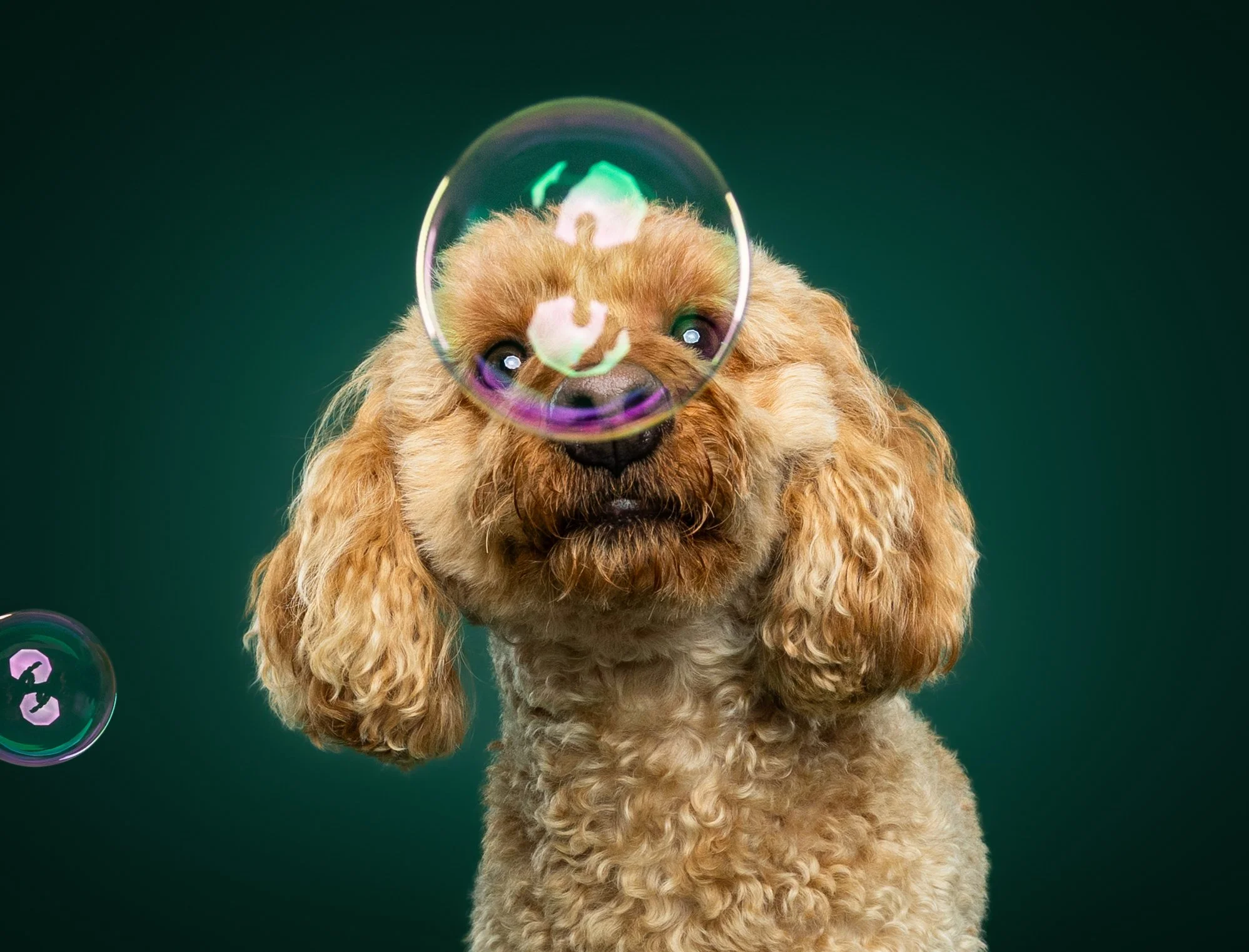 A cute golden-colored puppy with curly fur looking up at a bubble floating in front of its face, with another bubble nearby, against a dark green background.