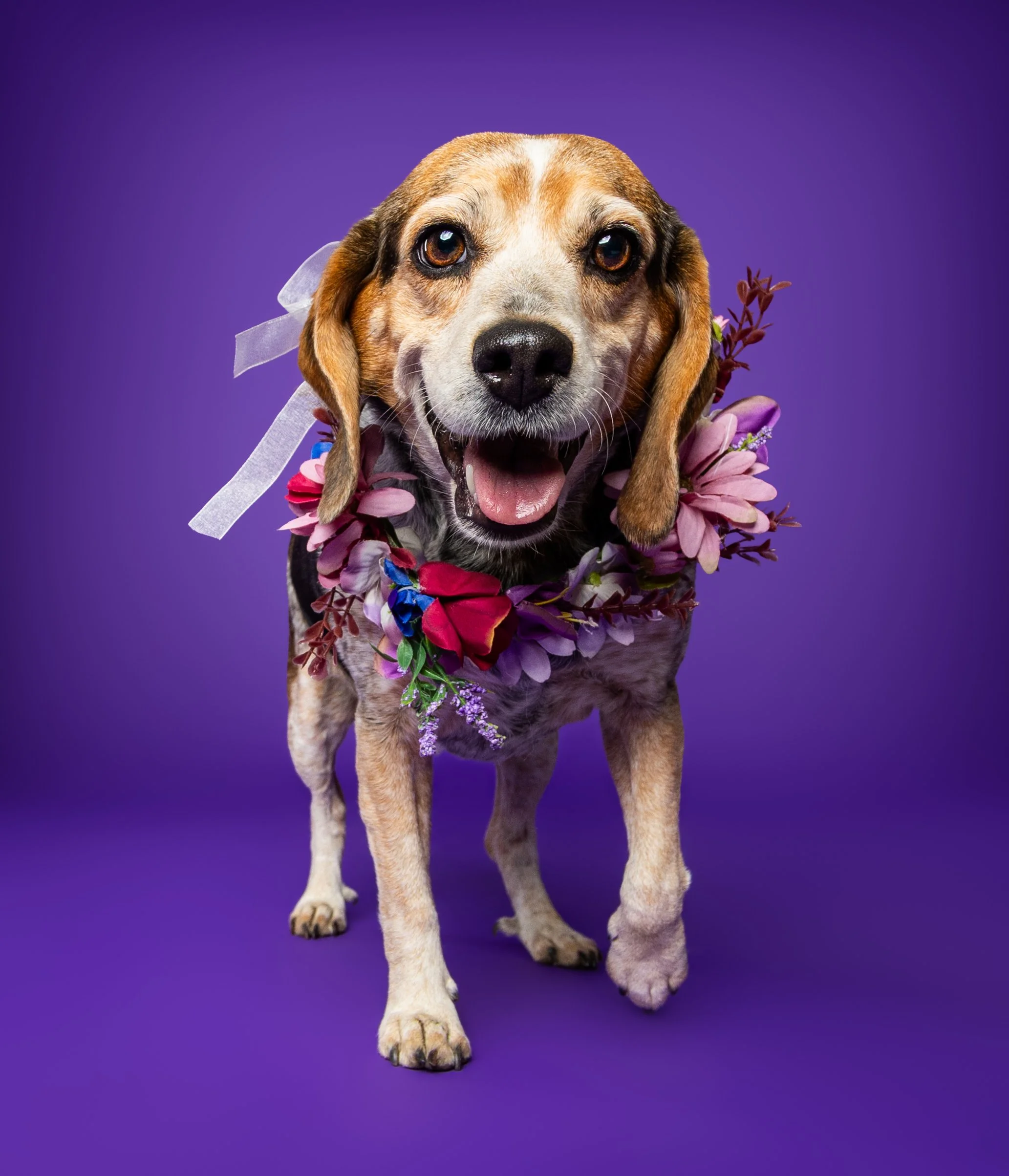 A happy Beagle dog wearing a colorful flower lei and a white ribbon on a purple background.