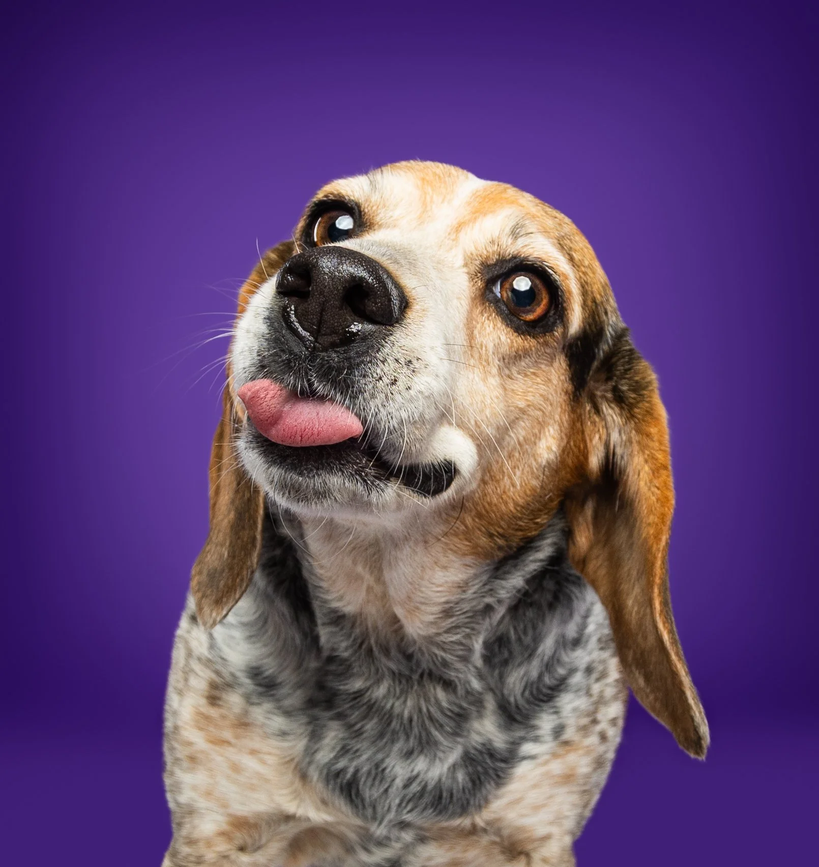 A dog with brown and black fur, sticking out its tongue, against a purple background.