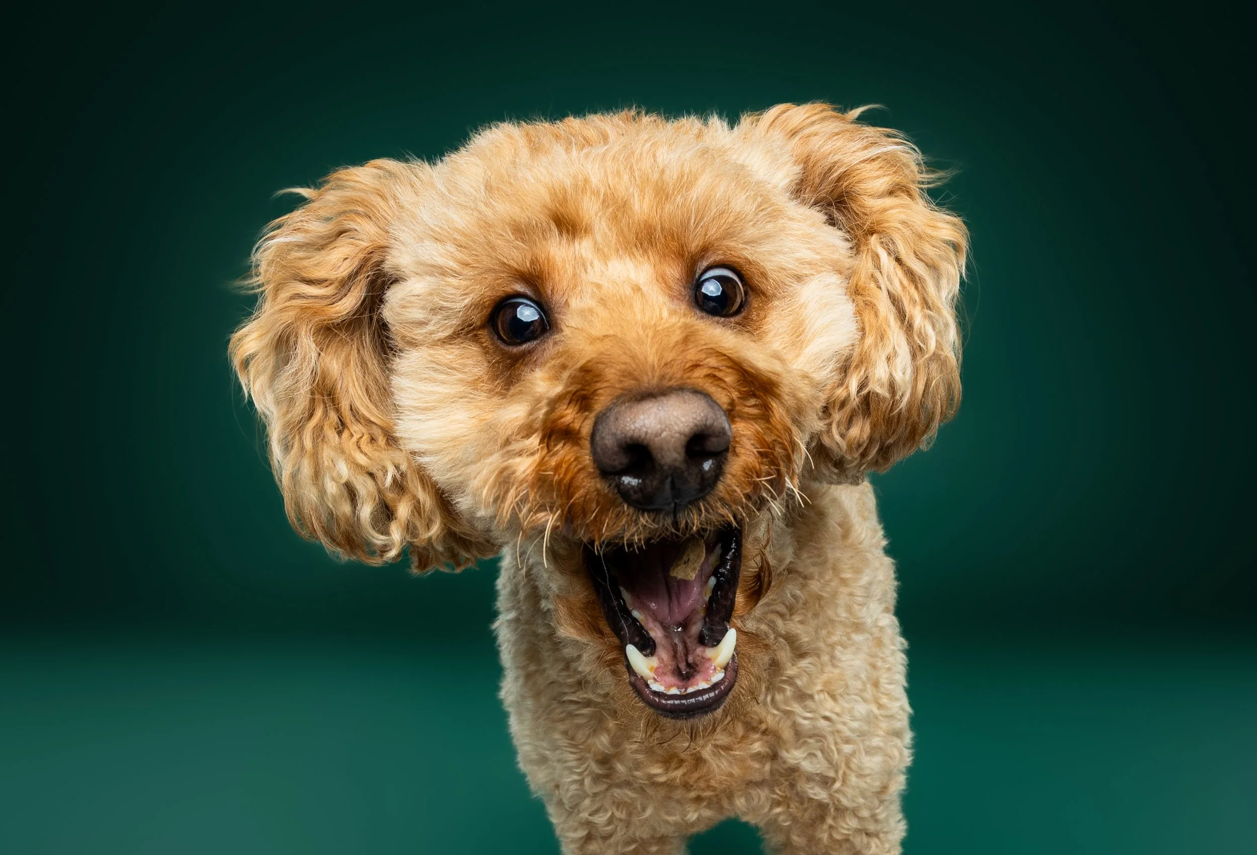 Close-up of a happy, curly-haired, tan dog with a wide open mouth and expressive eyes against a green background.
