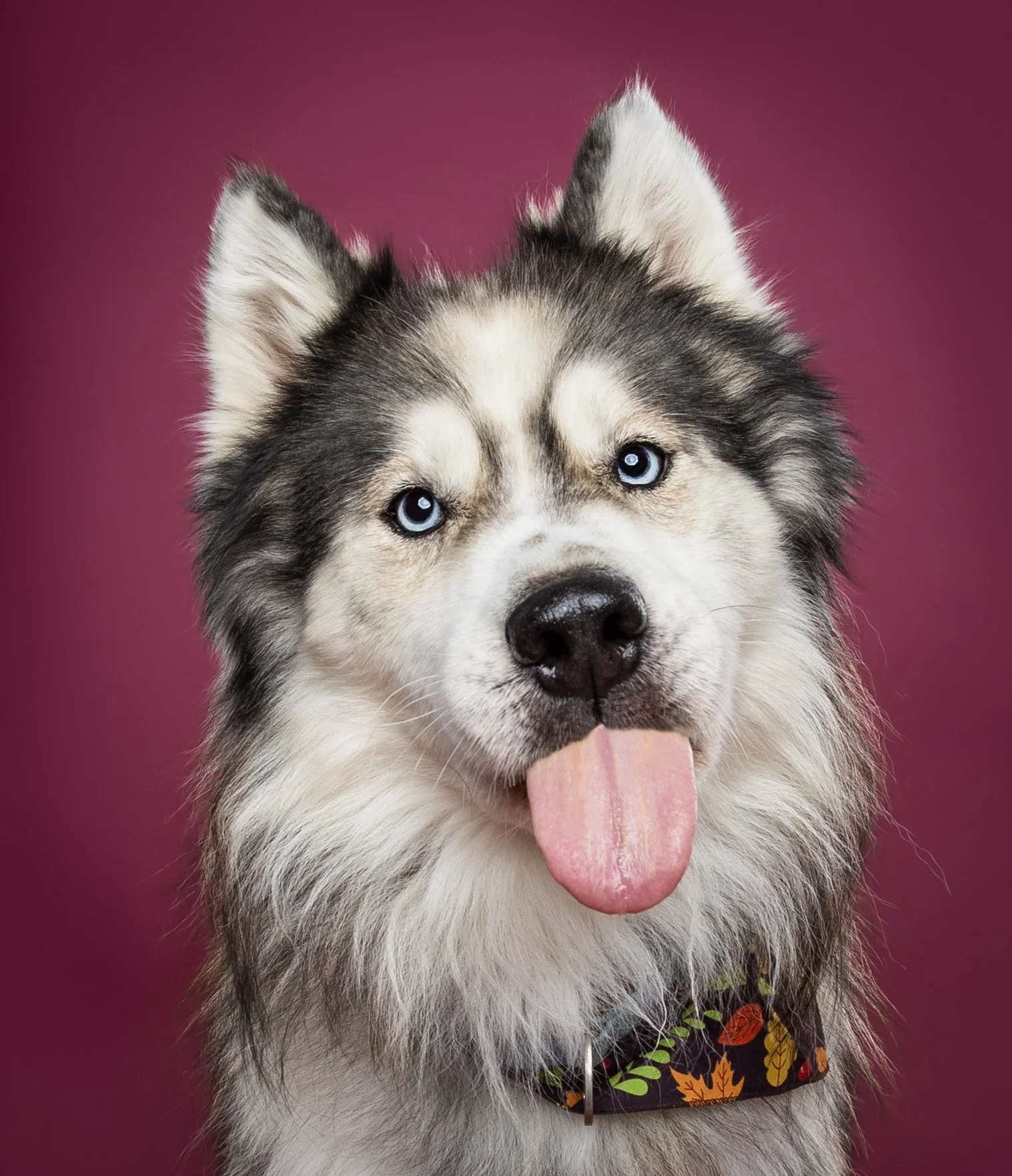 Close-up of a Siberian Husky dog with blue eyes and tongue out, wearing a colorful collar, against a purple background.