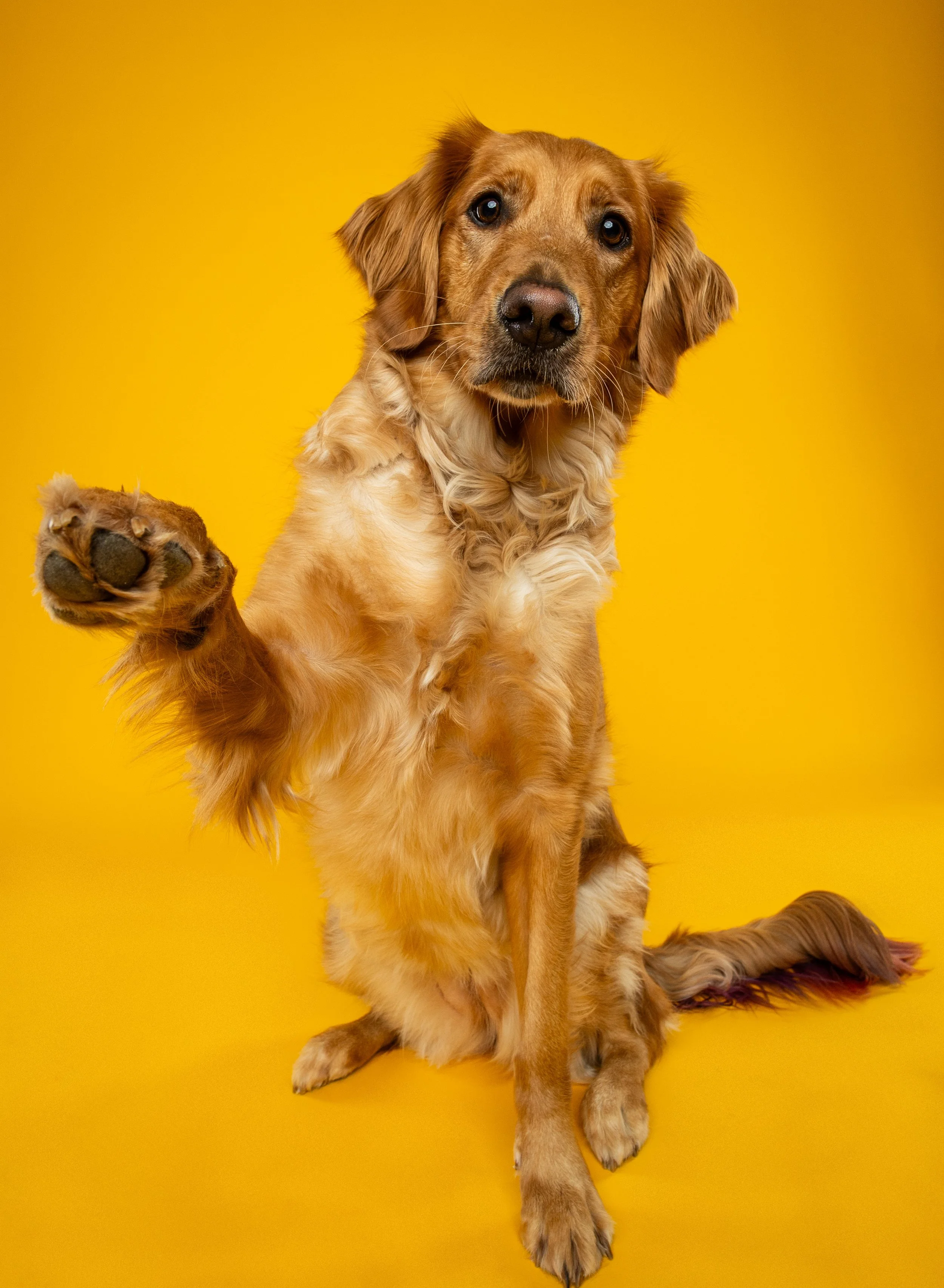 A golden retriever mix dog sitting on a yellow background, raising its left paw as if waving.