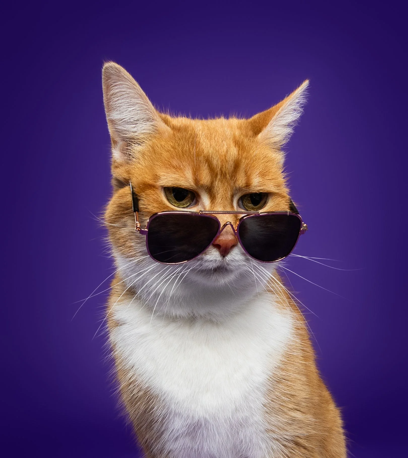 An orange and white cat wearing black sunglasses against a purple background.