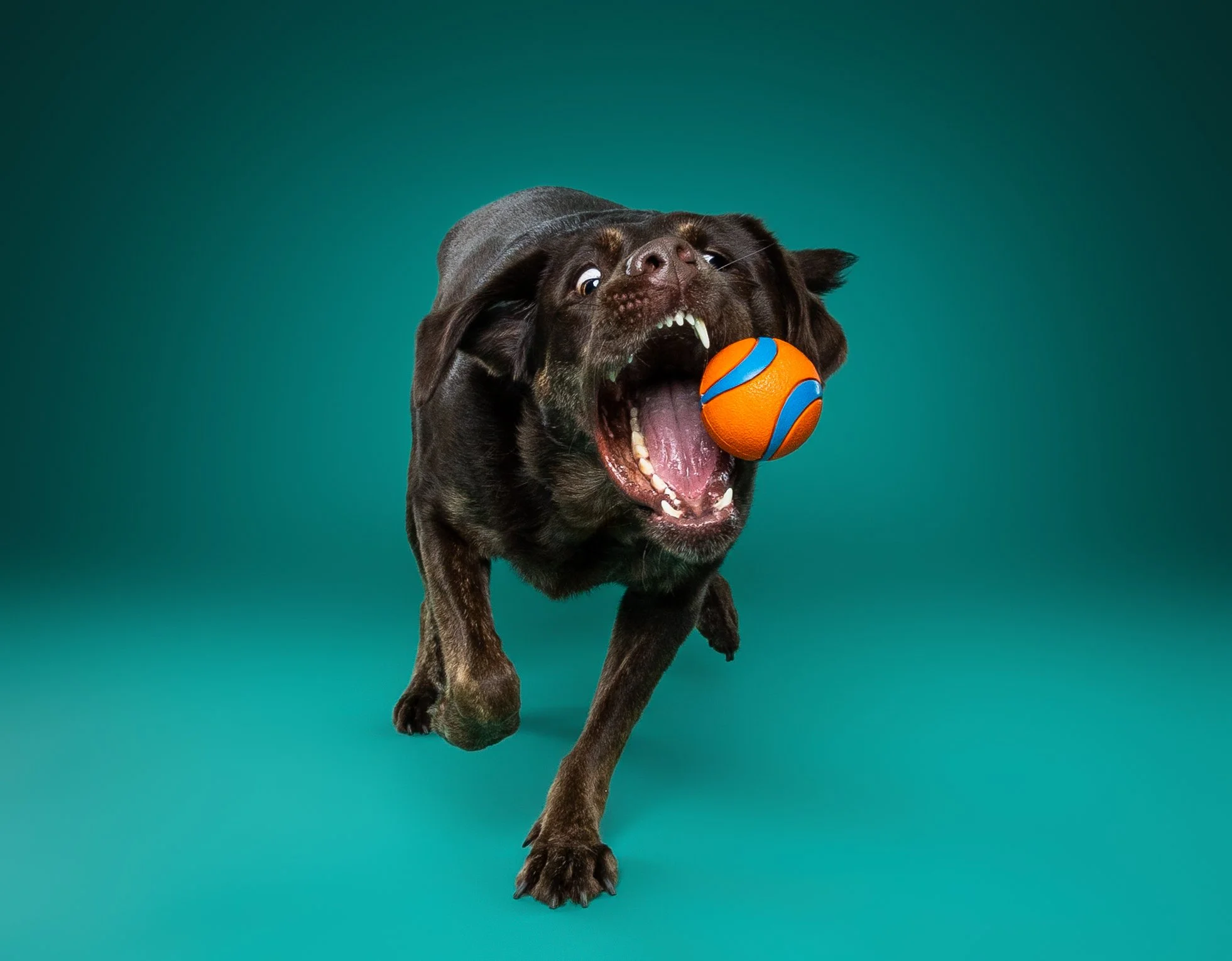 A black dog with open mouth, catching an orange and blue ball in its mouth, running towards the camera against a teal background.