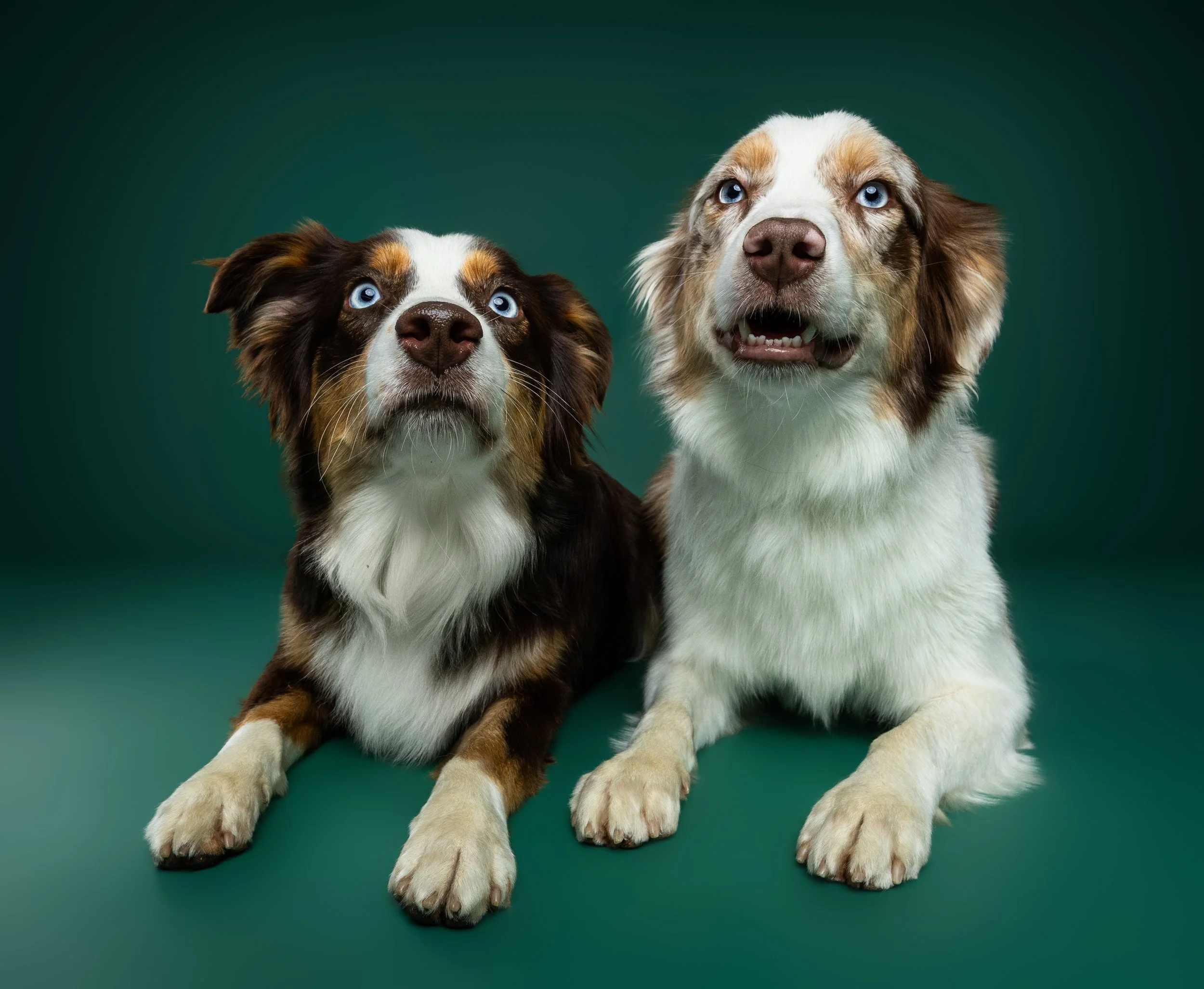 Two Australian Shepherd dogs sitting on a green surface against a dark green background, one with a brown and white coat and the other with a white and tan coat, looking upwards.