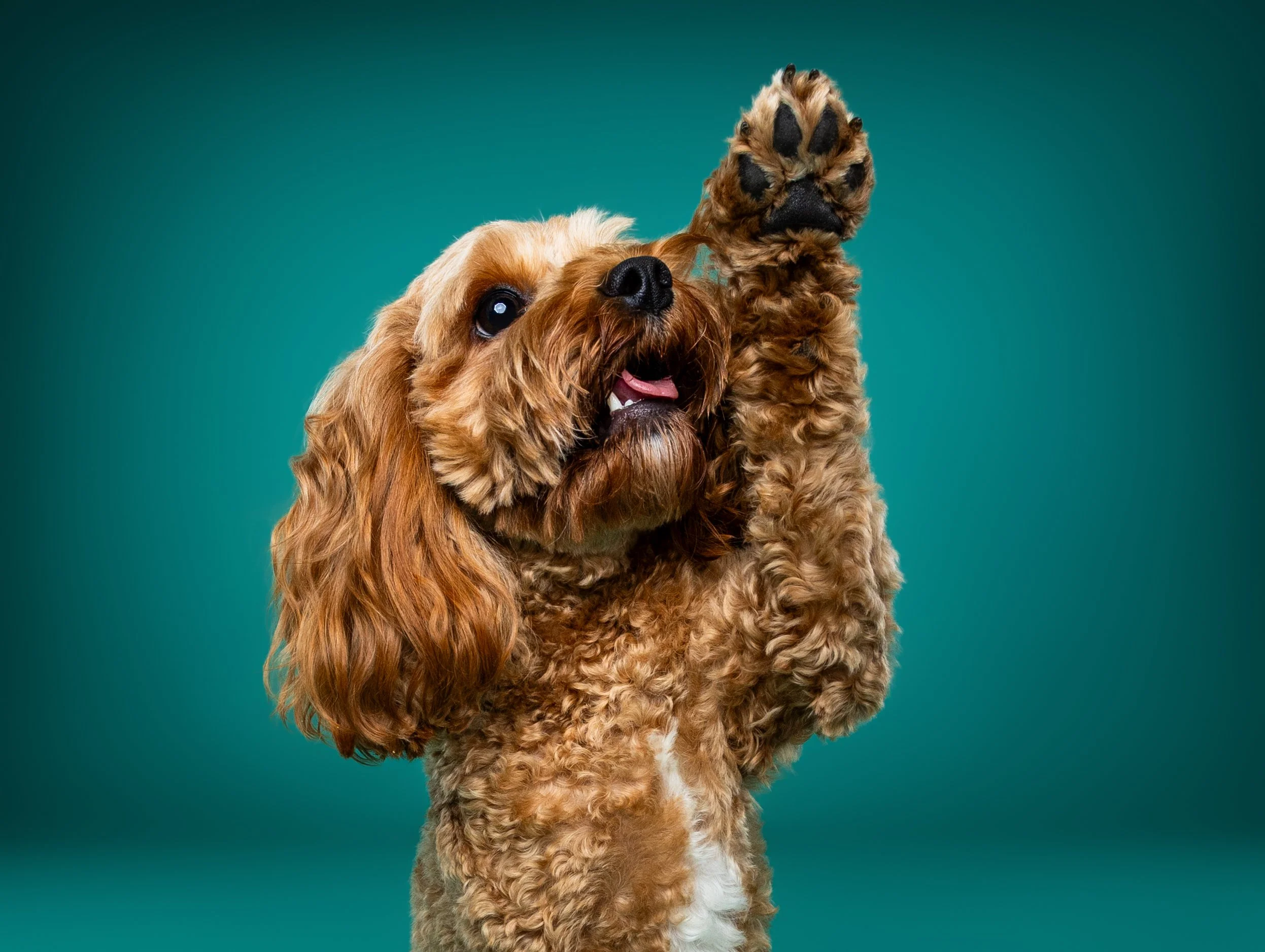 A brown, curly-haired dog with long ears and a black nose playfully holding up a paw. The dog is looking slightly upward with an open mouth, showing its tongue. The background is solid teal.