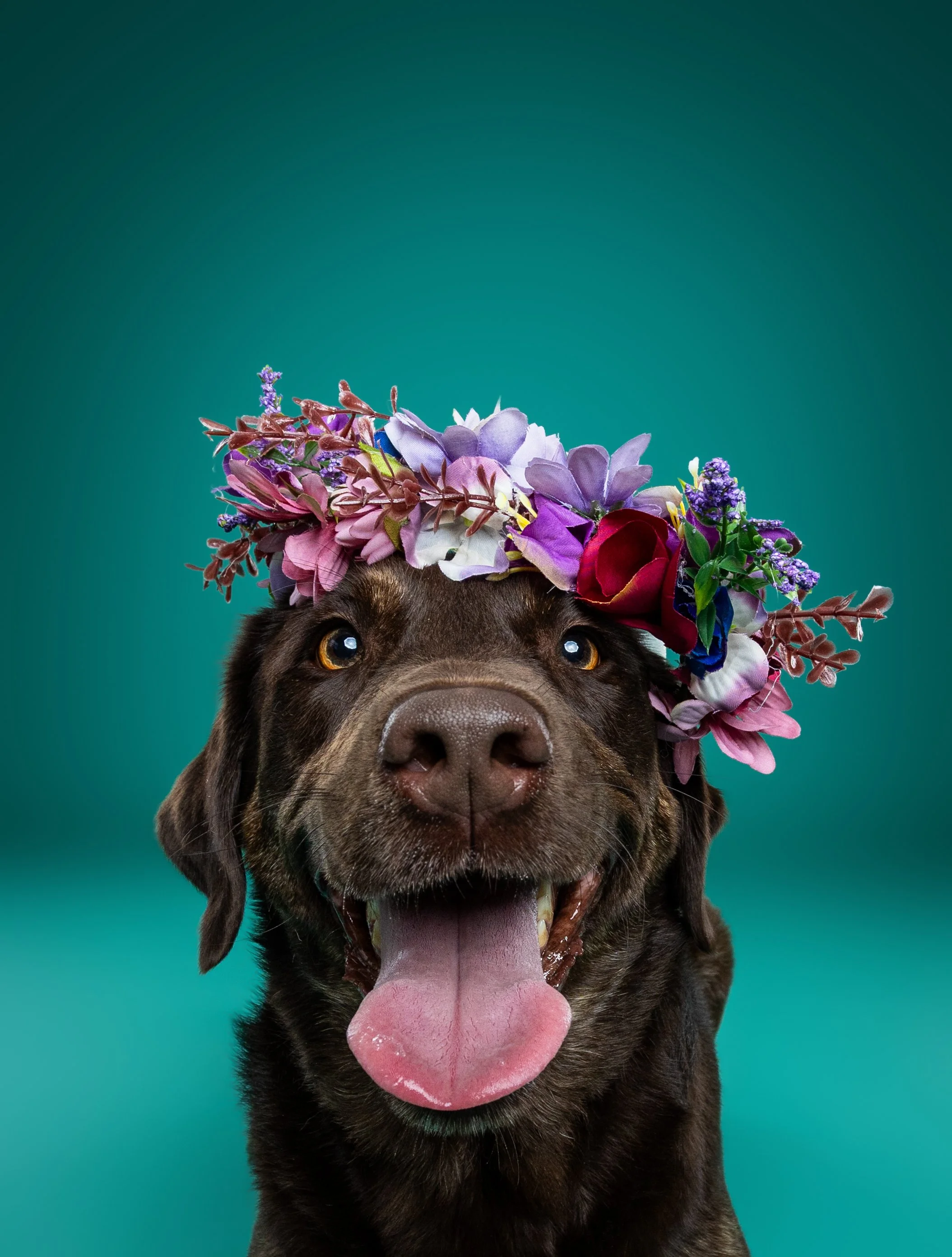 A happy chocolate Labrador dog wearing a colorful flower crown, looking at the camera with its tongue out, against a teal background.