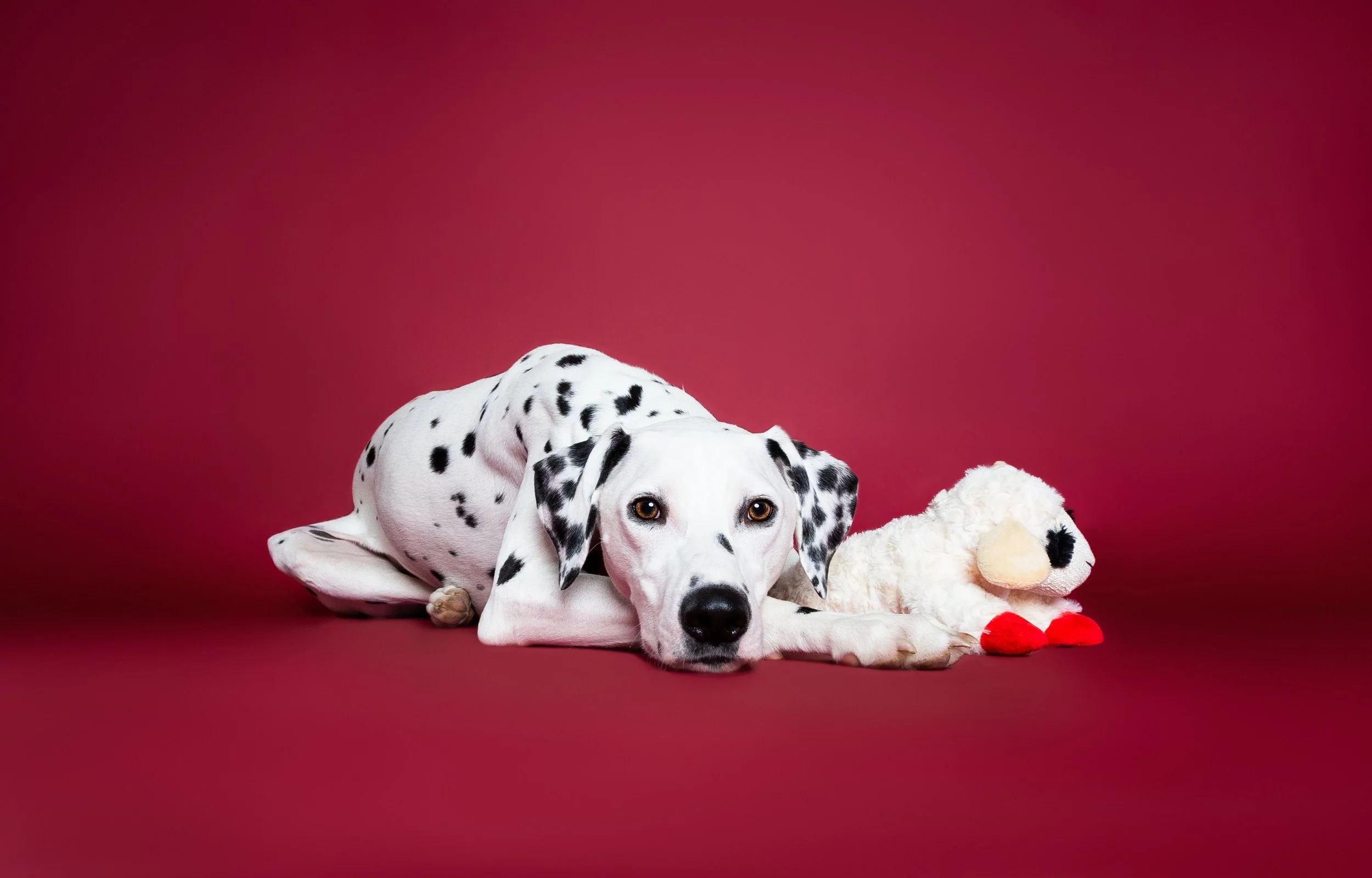 Dalmatian puppy lying on a red surface next to a plush sheep toy against a red background.