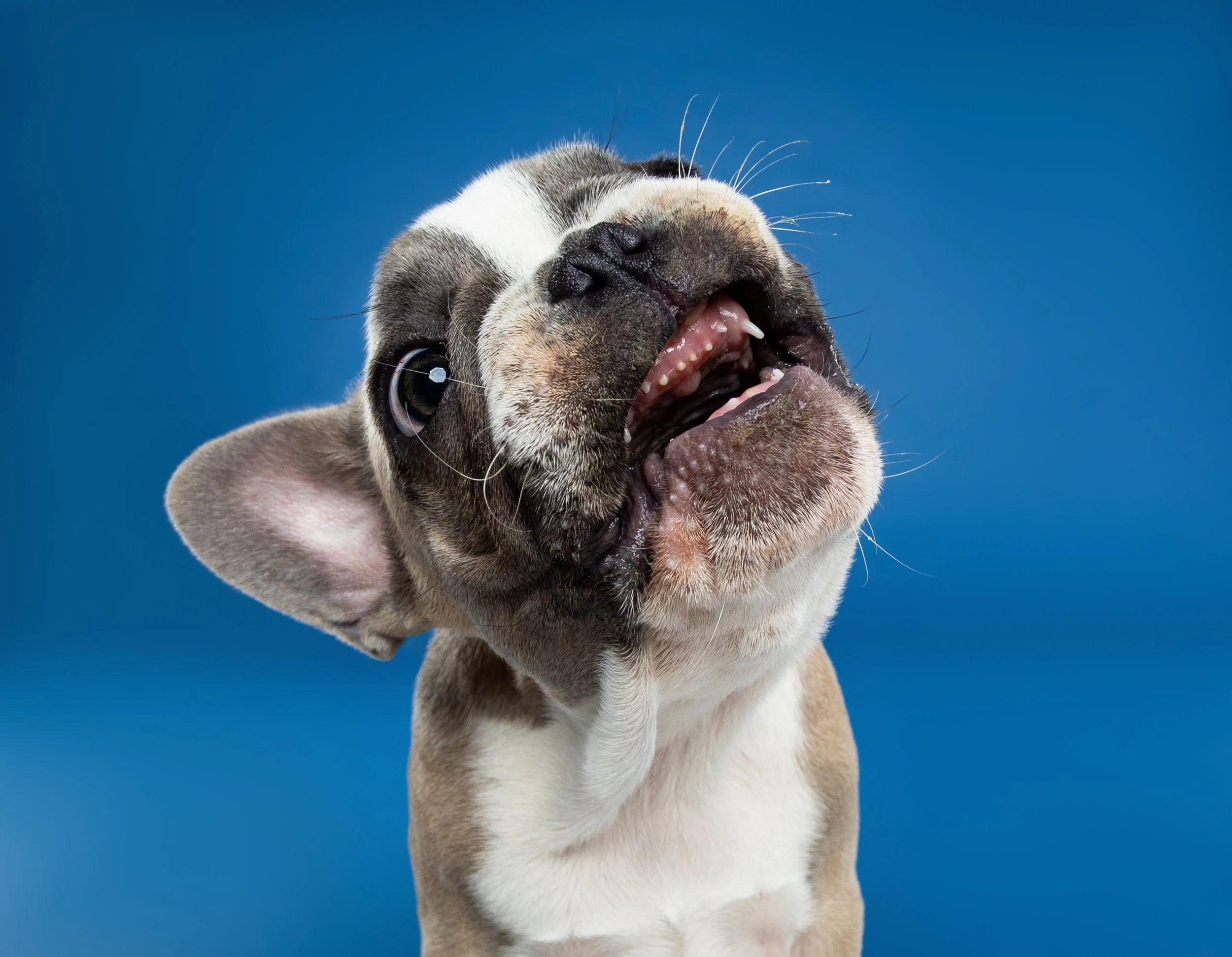 Close-up of a French Bulldog with eyes closed and mouth open, showing teeth and tongue against a blue background.