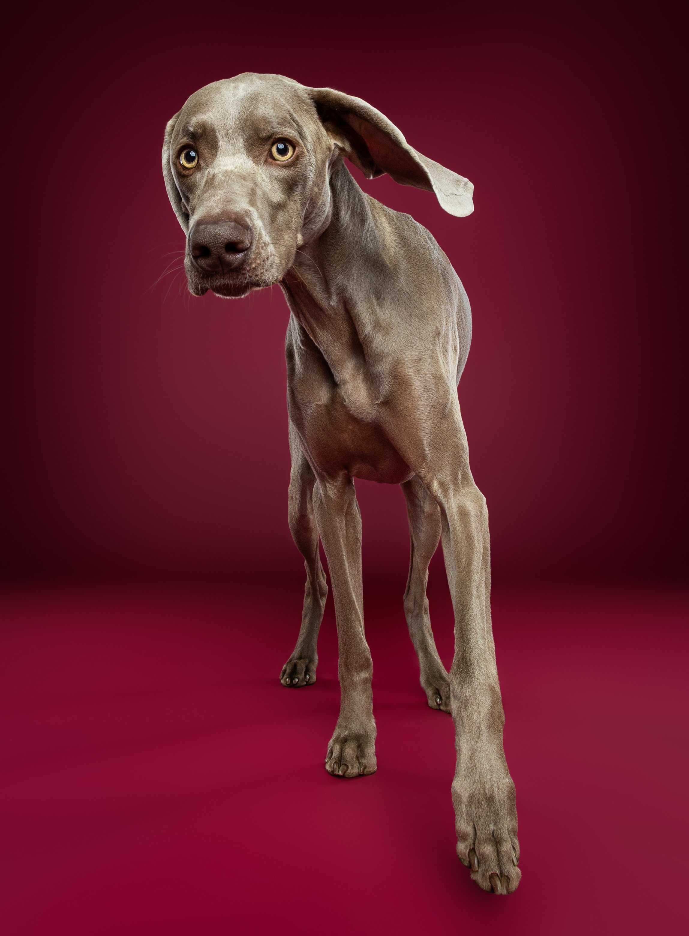 A gray dog with yellow eyes standing on a red background.