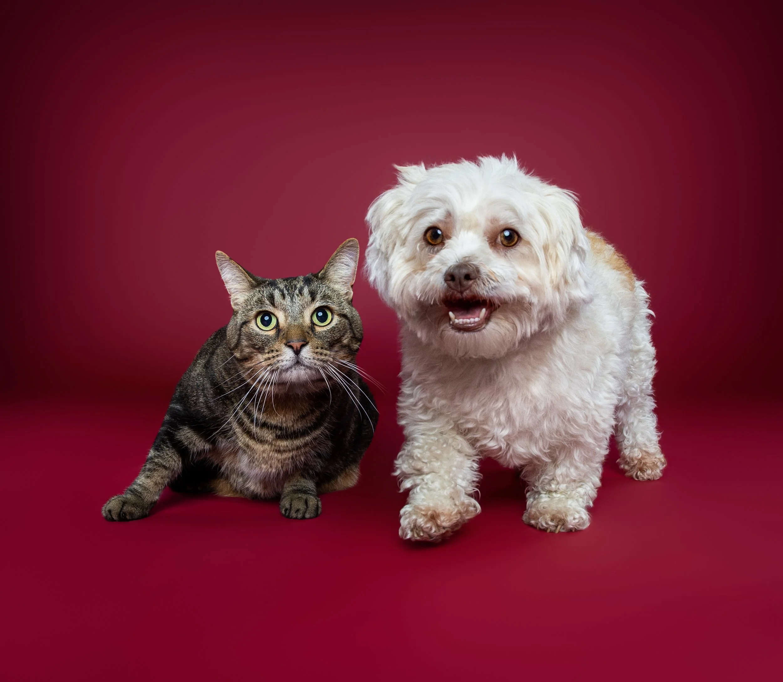 A tabby cat with green eyes and a white fluffy dog with brown eyes standing on a maroon background.