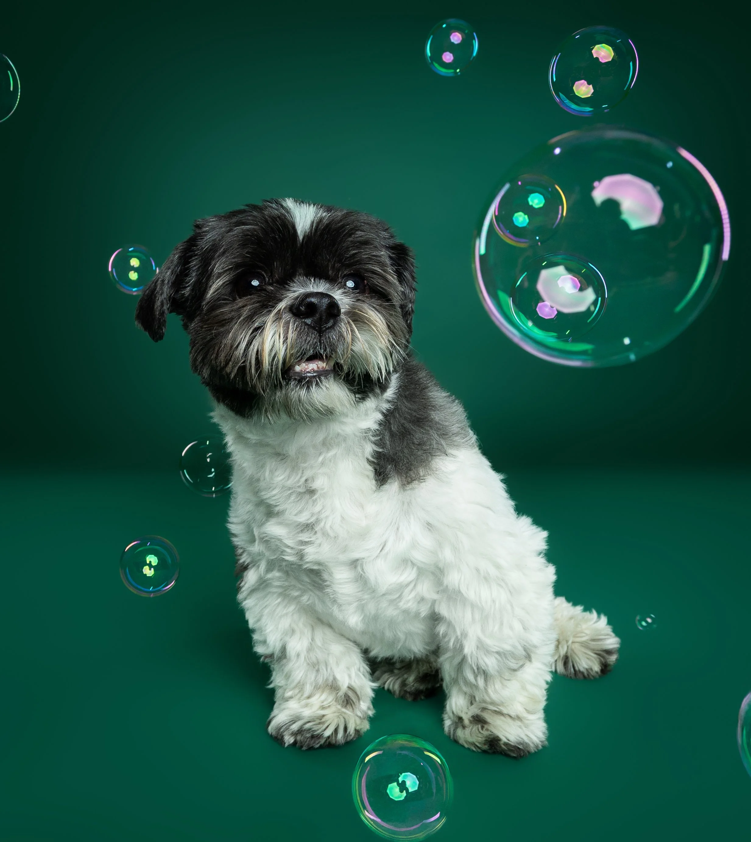 A small black and white dog with fluffy fur sitting on a green background with floating soap bubbles around it.