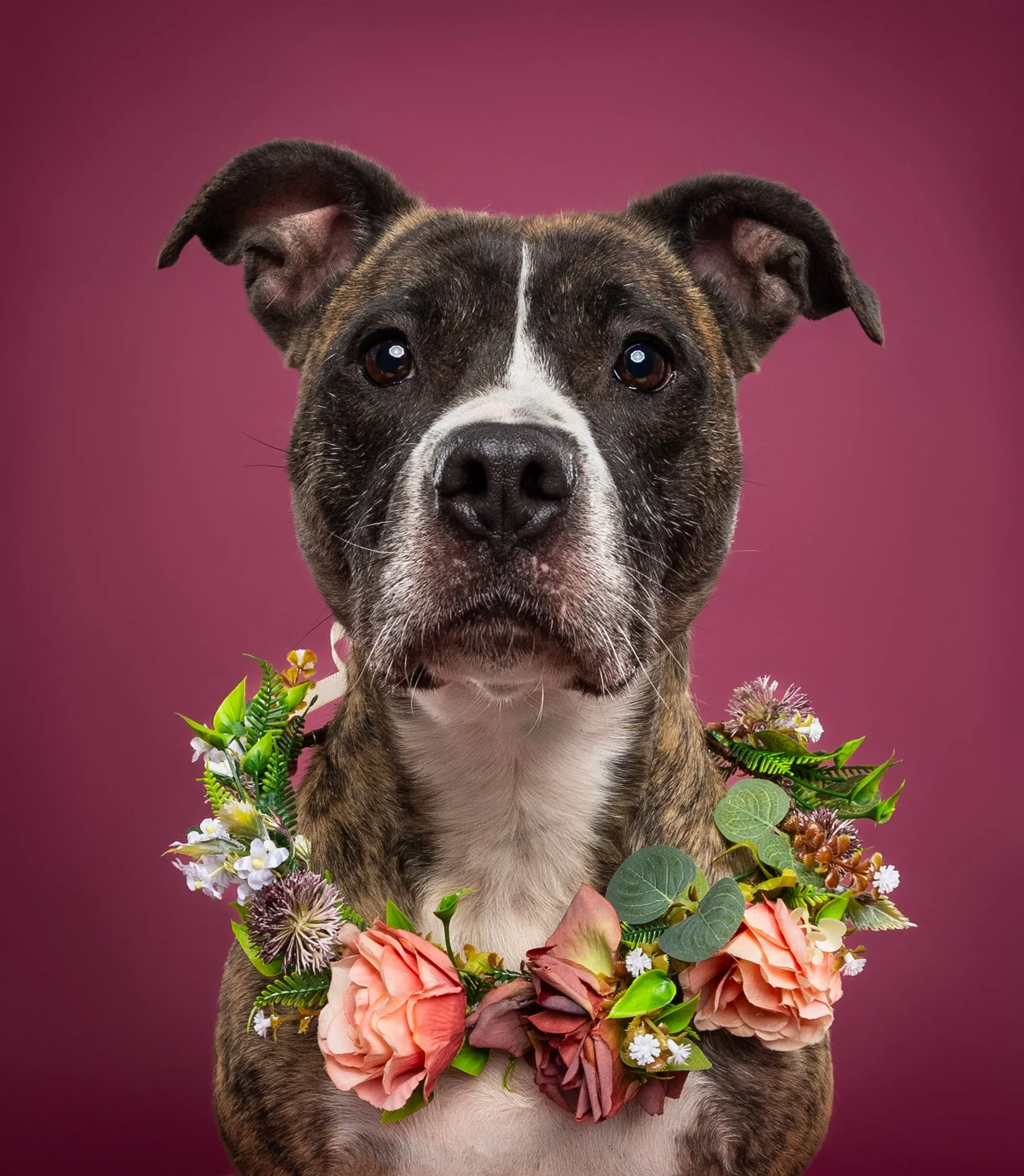 A pitbull dog with a floral collar against a pink background.