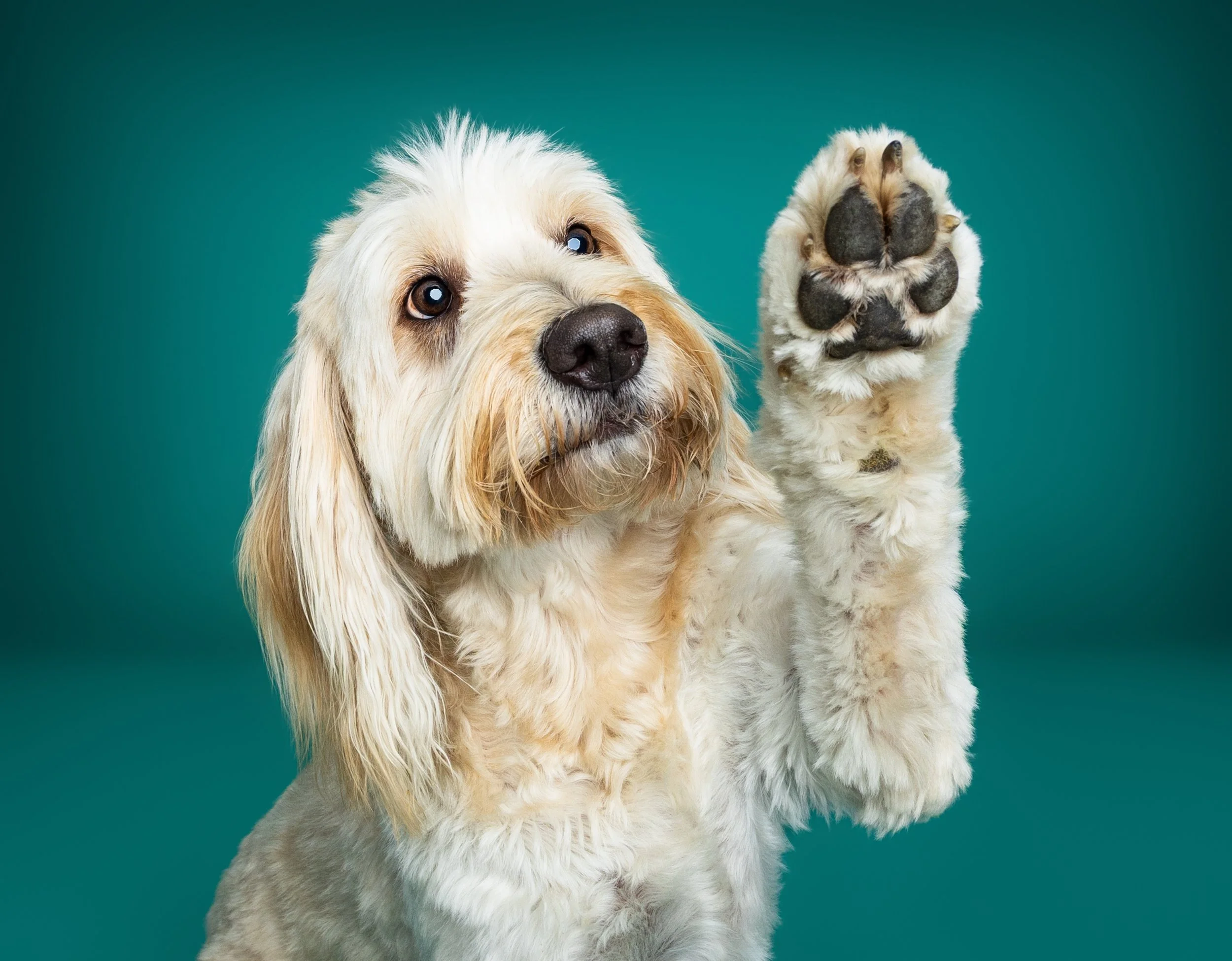 A light-colored dog with long ears raising its paw against a teal background.
