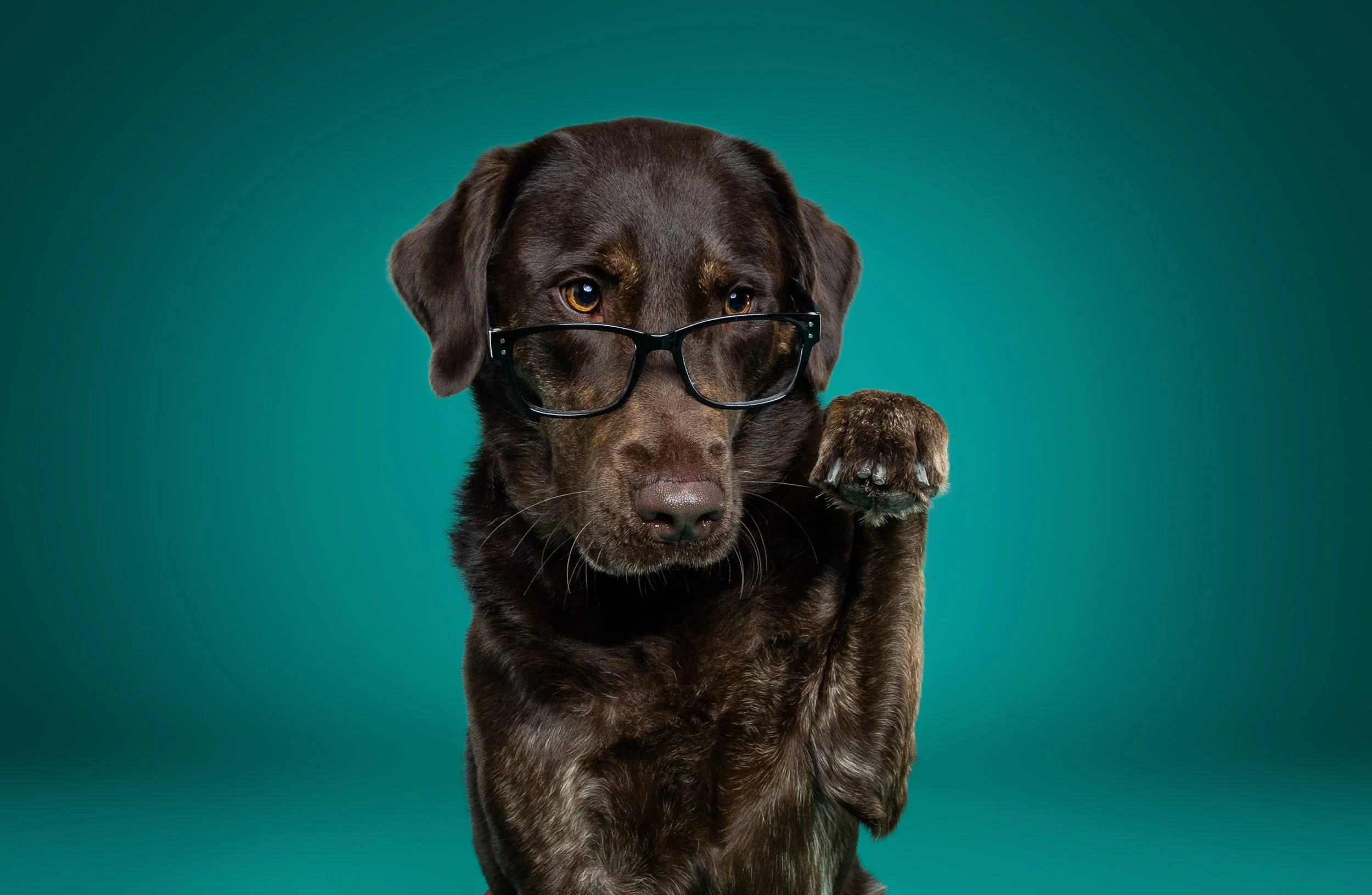 A adorable dog wearing black glasses, sitting against a teal background, with one paw lifted.