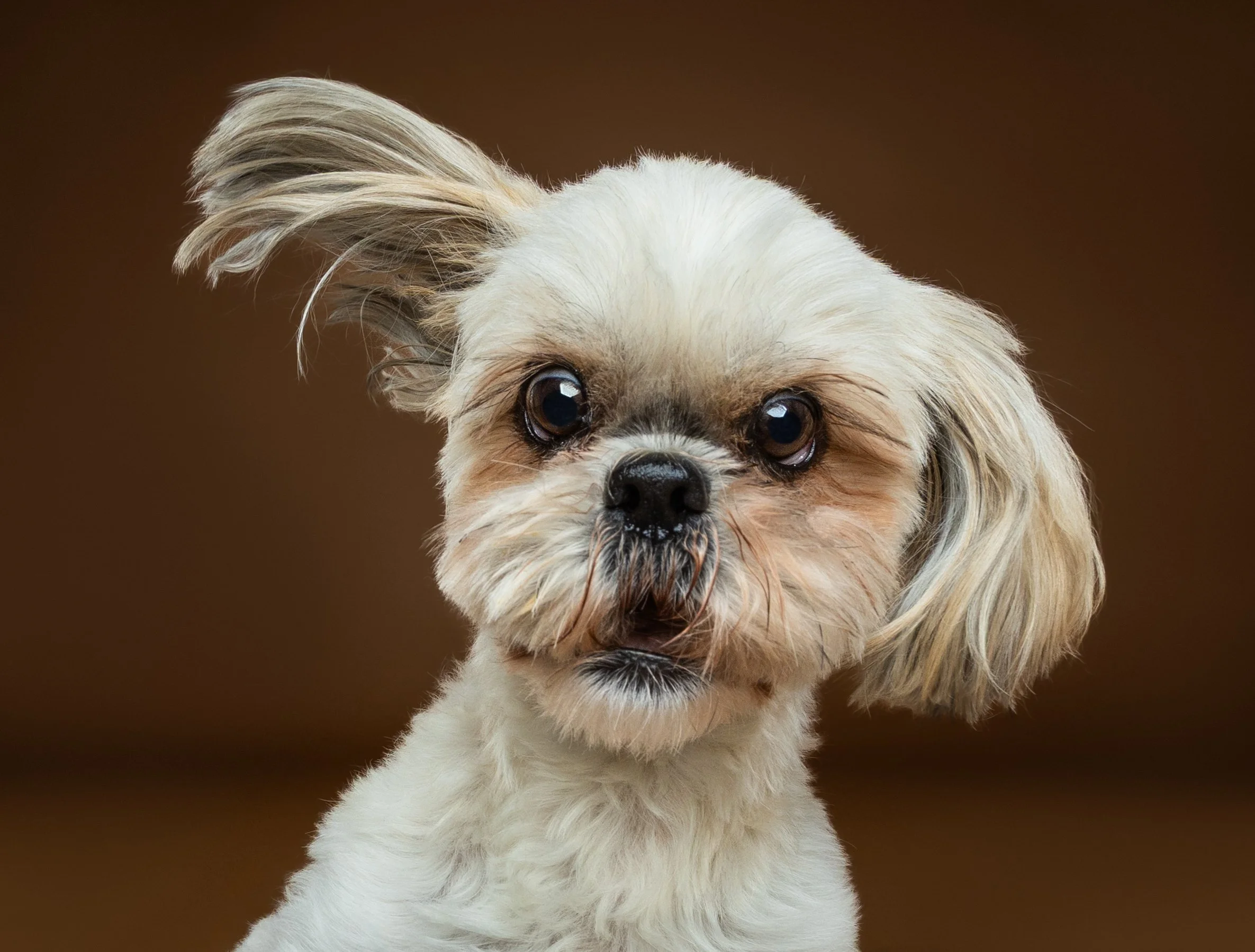A small dog with long, floppy ears and a light-colored coat against a brown background.