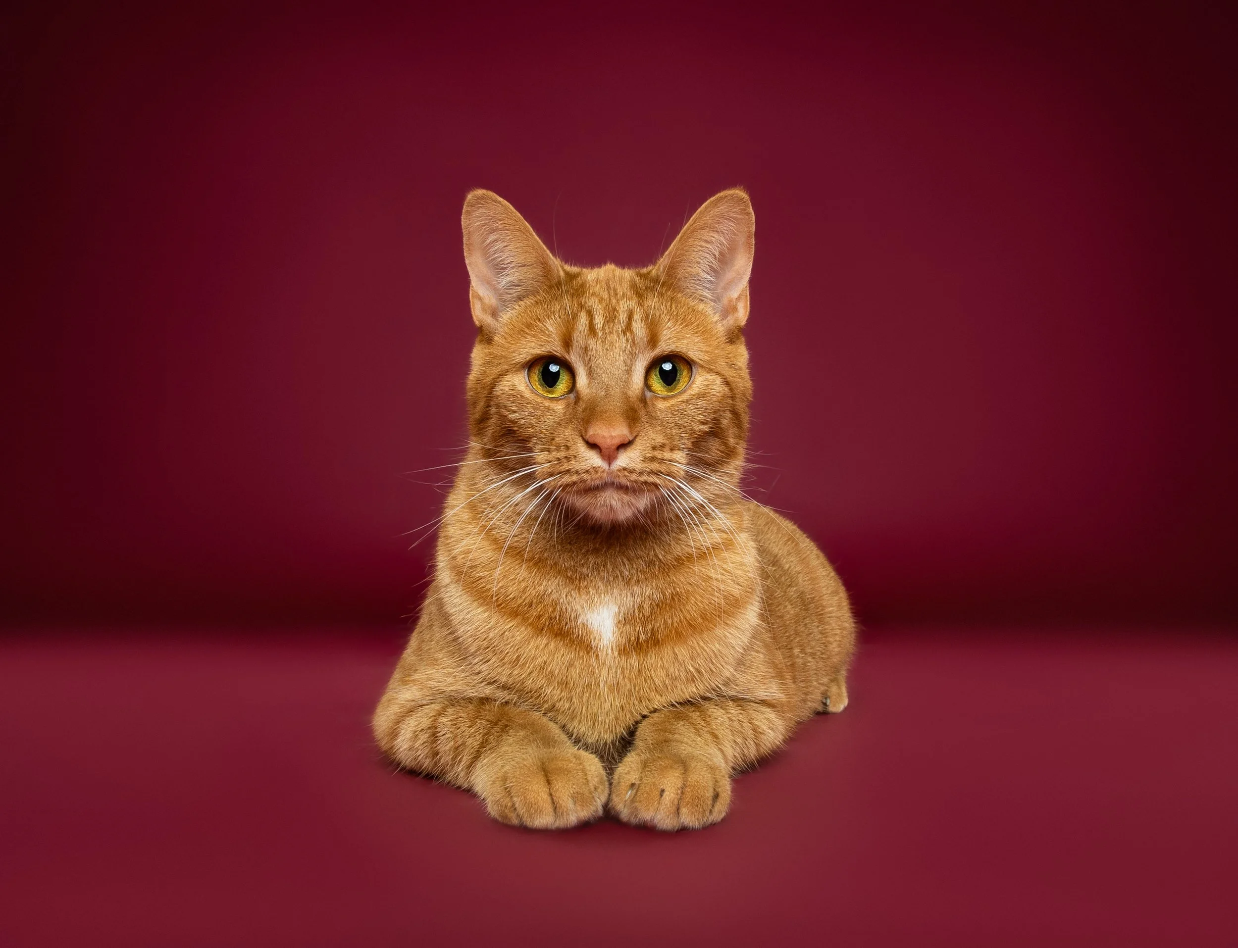 Close-up of an orange tabby cat walking toward the camera on a purple background.