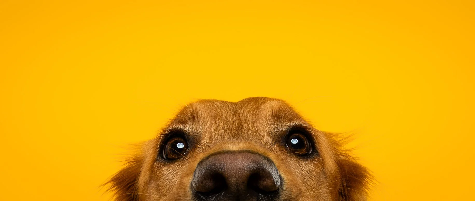 Close-up of a dog's face against a yellow background, focusing on its nose and eyes.