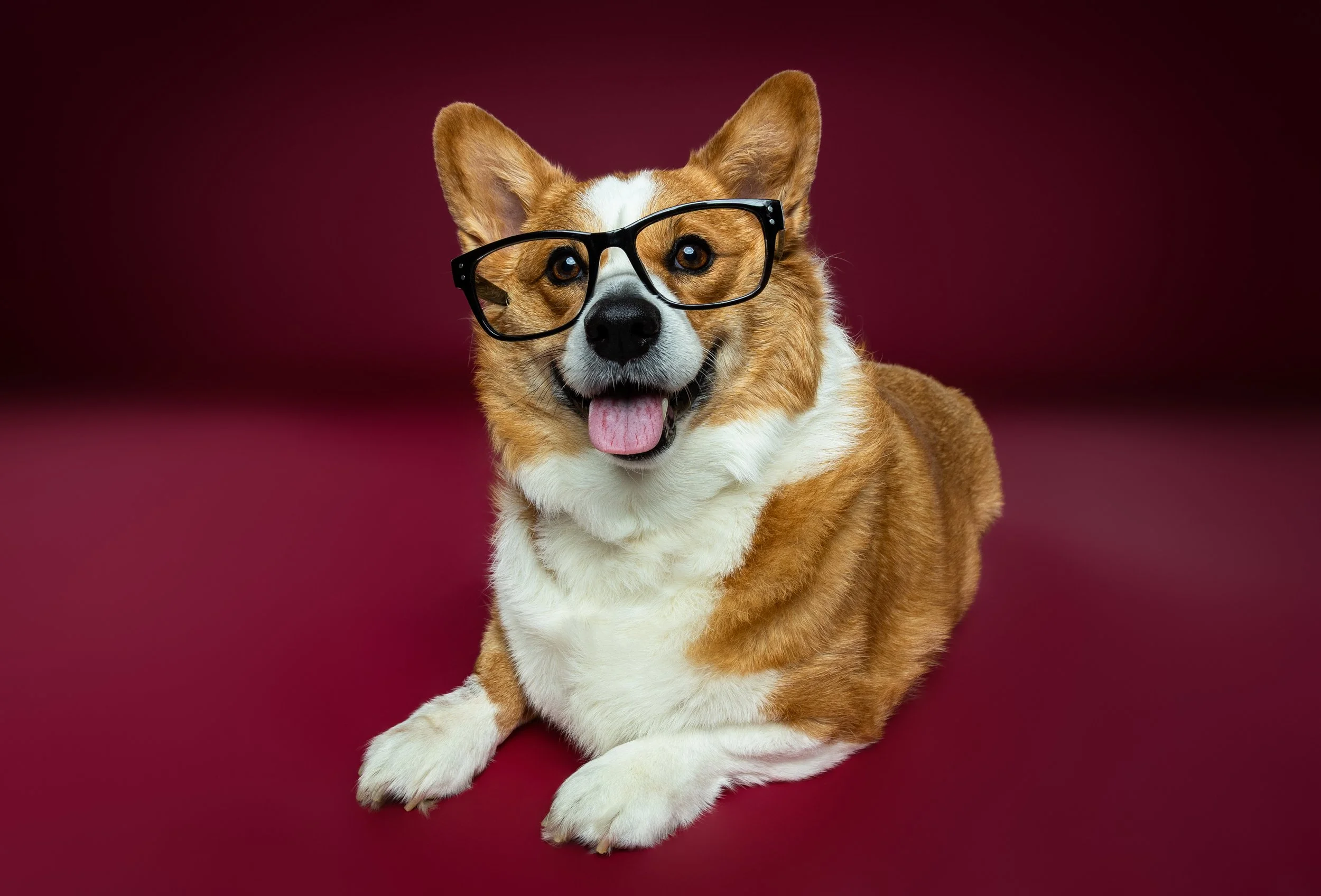 Corgi dog wearing black glasses, sitting on a maroon background, with tongue out and a happy expression.