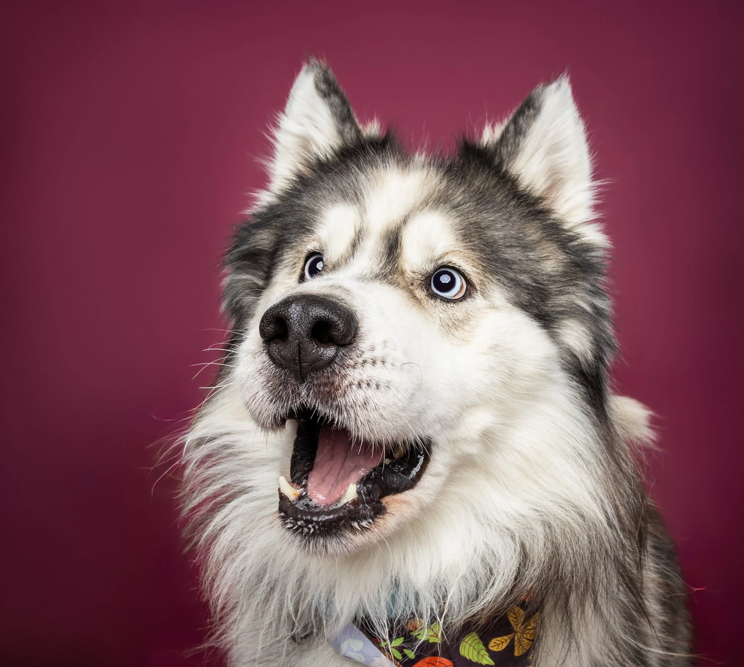 Close-up of a happy Siberian husky with blue eyes and a colorful bandana, against a pink background.