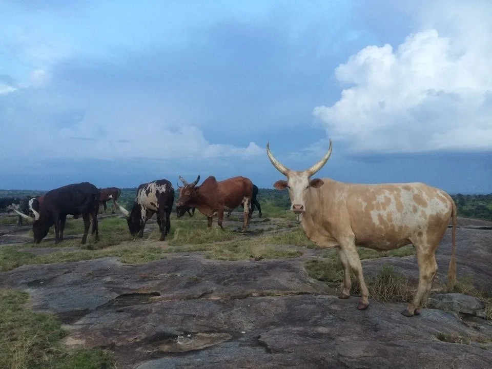 Northern Uganda