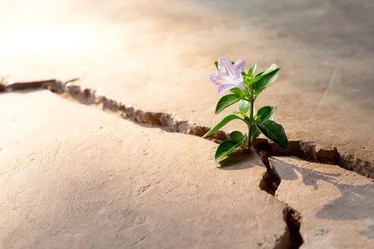 A small plant with green leaves and purple flowers growing through a large crack in dry, cracked earth.