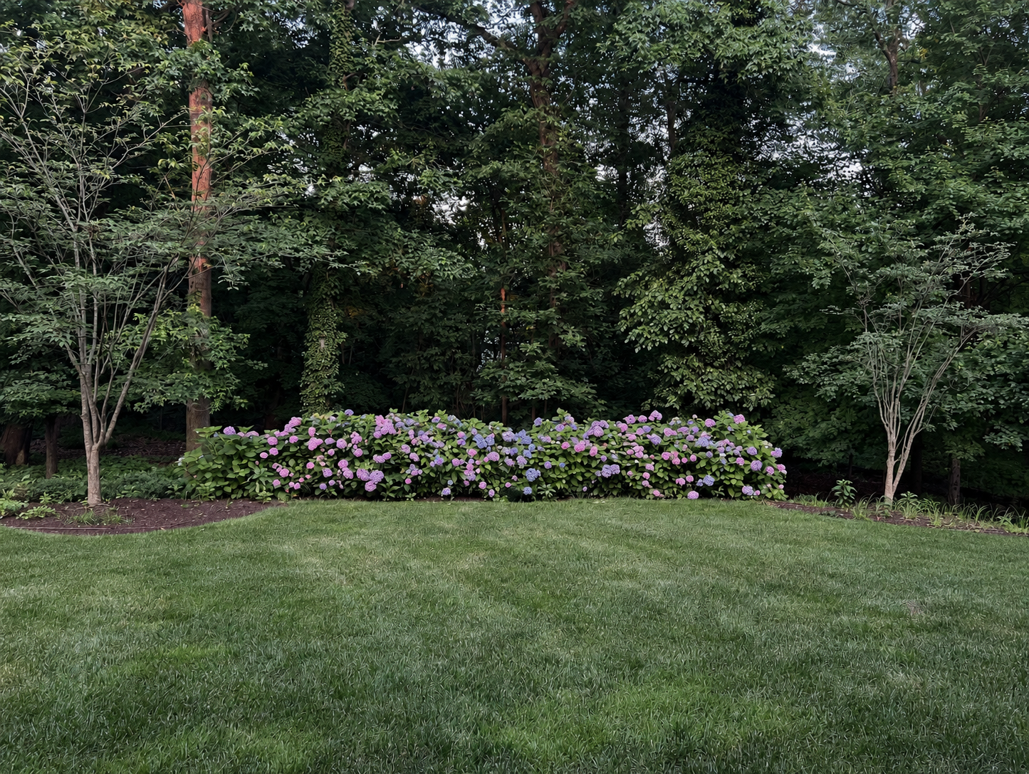 Hydrangeas