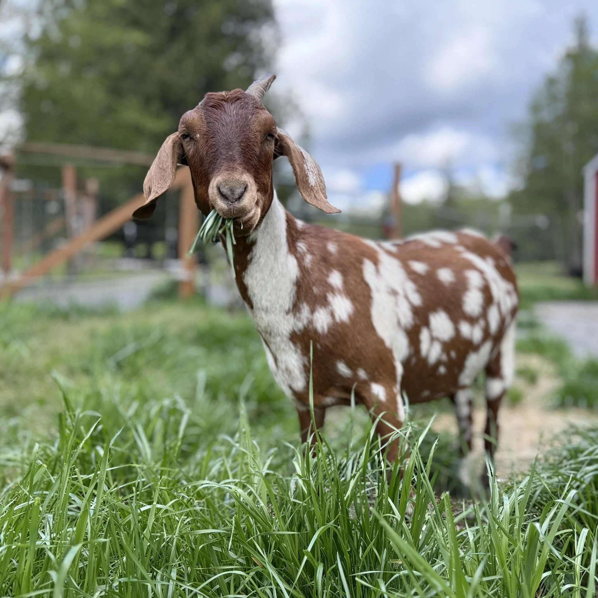 Nora the goat