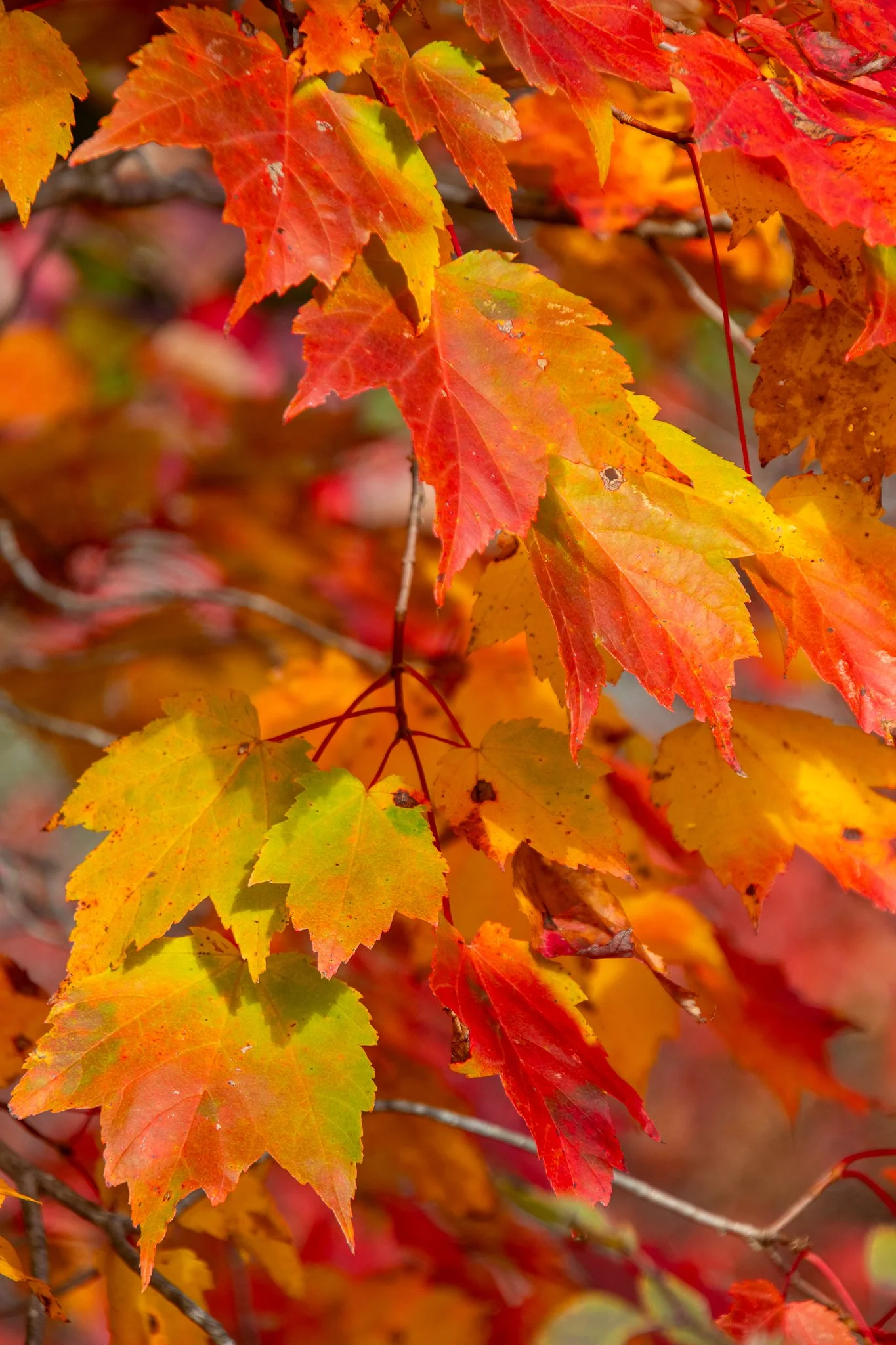 [70]  Autumn painted in golden brushstrokes  Echo Lake State Park, North Conway, NH