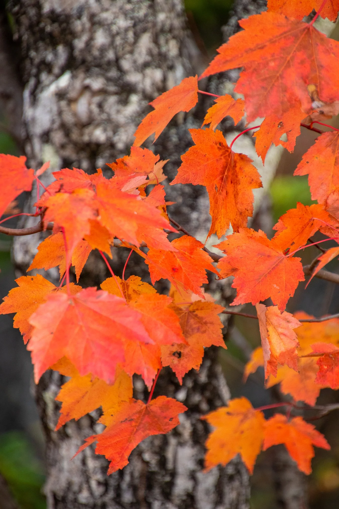 [109]  Autumn painted in golden brushstrokes  Acadia National Park, Winter Harbor, ME