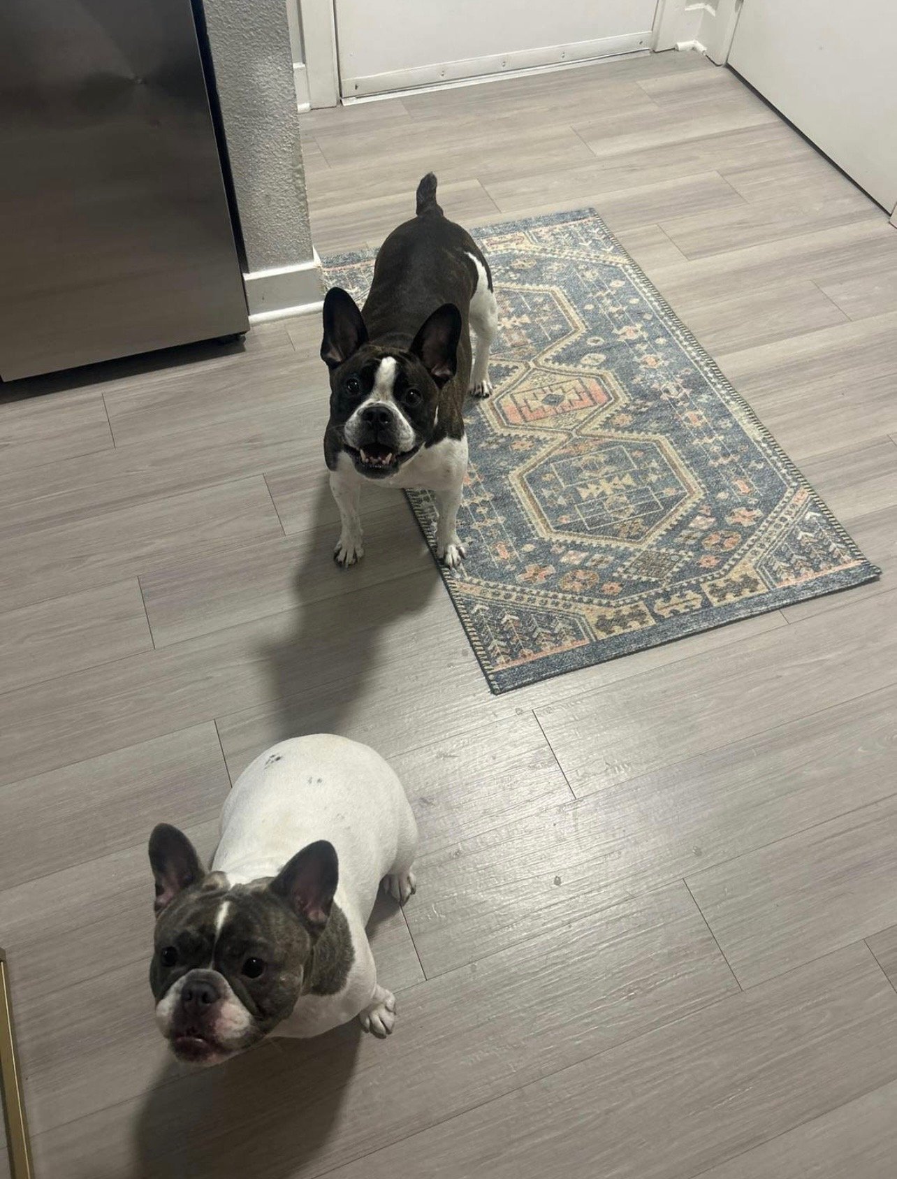 Happy French Bulldogs during a dog walking visit with K's Dog Walking & Pet Care in Orlando