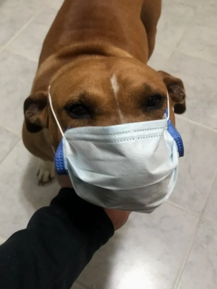 A brown dog wearing a white face mask with blue straps, looking up at the camera, with a person’s hand near its chin.