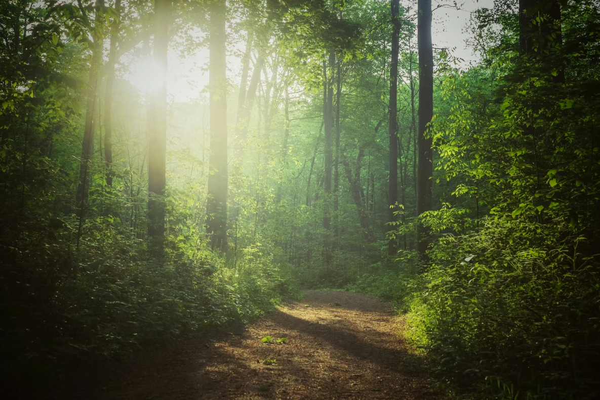 A Spring Rising 