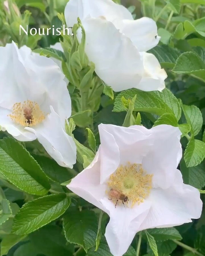 Nourishment isn&rsquo;t just food. It&rsquo;s rest, connection, boundaries and starts with curiosity about what you actually need. 

&ldquo;Self care&rdquo; can quickly become a pressured to do list, something extra you&rsquo;re not doing right or ha