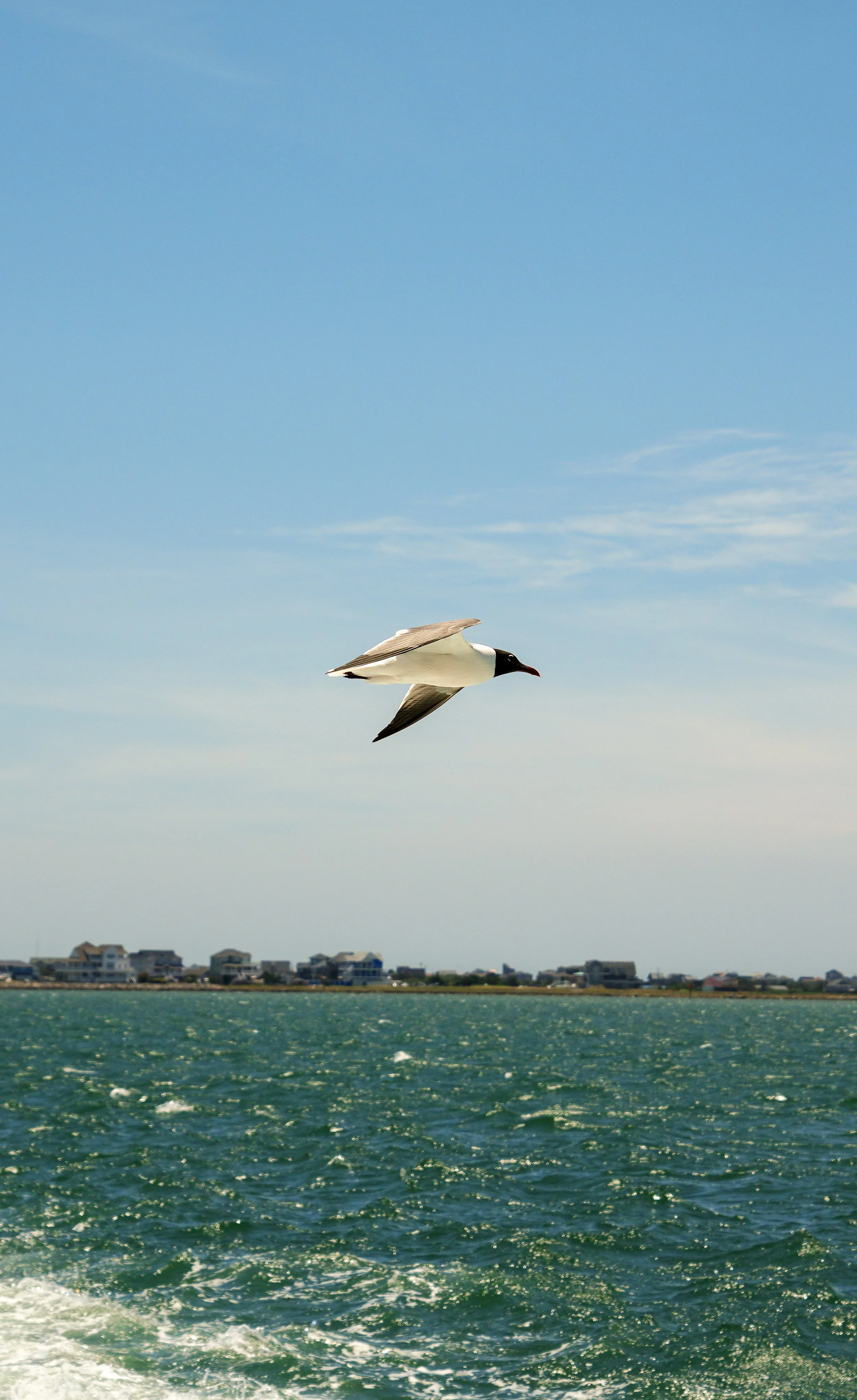 DSC02365.jpg