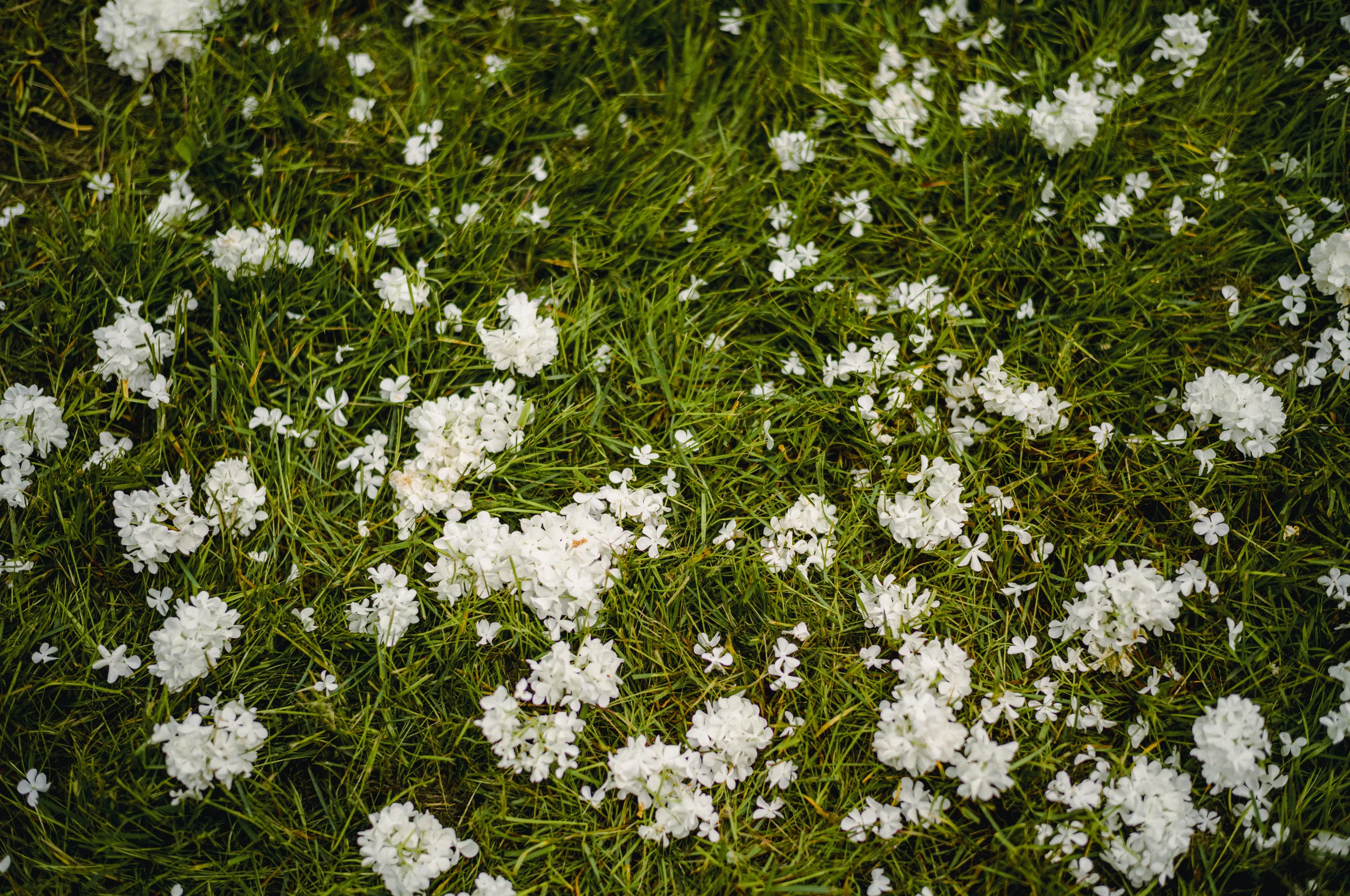 L1004608.webp