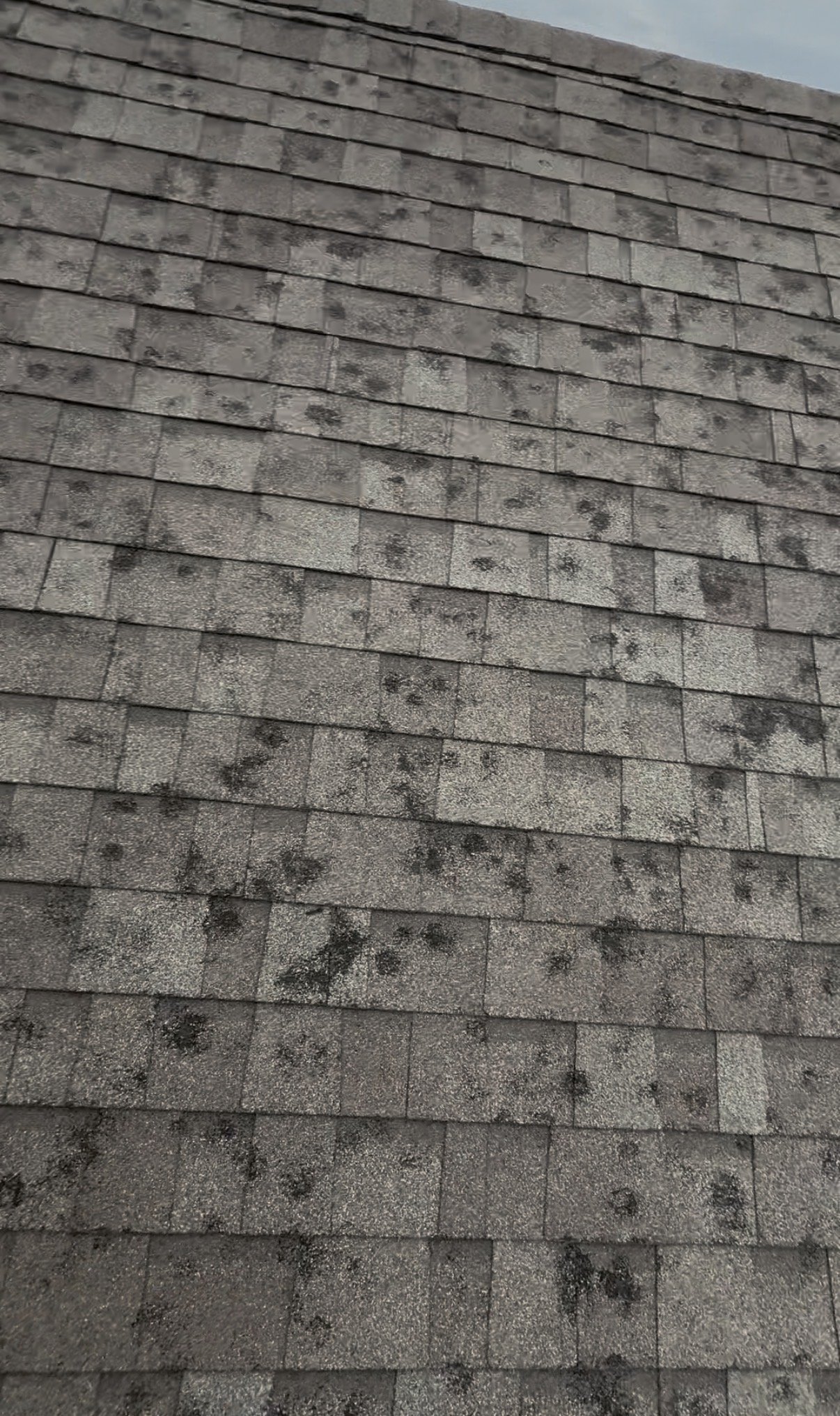 Close-up of asphalt roof shingles with numerous dark patches and areas of granule loss.