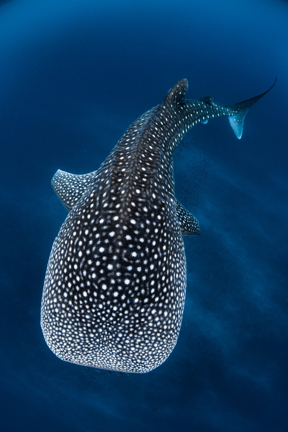 WS1005 - Ningaloo Superstar