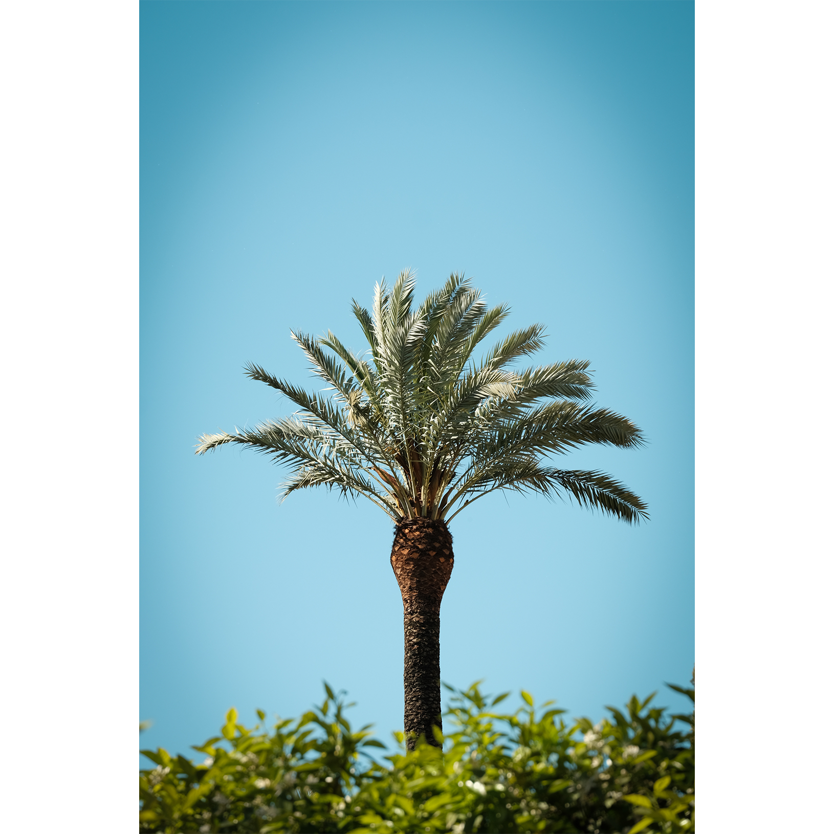 Arriba Las Palmas 01