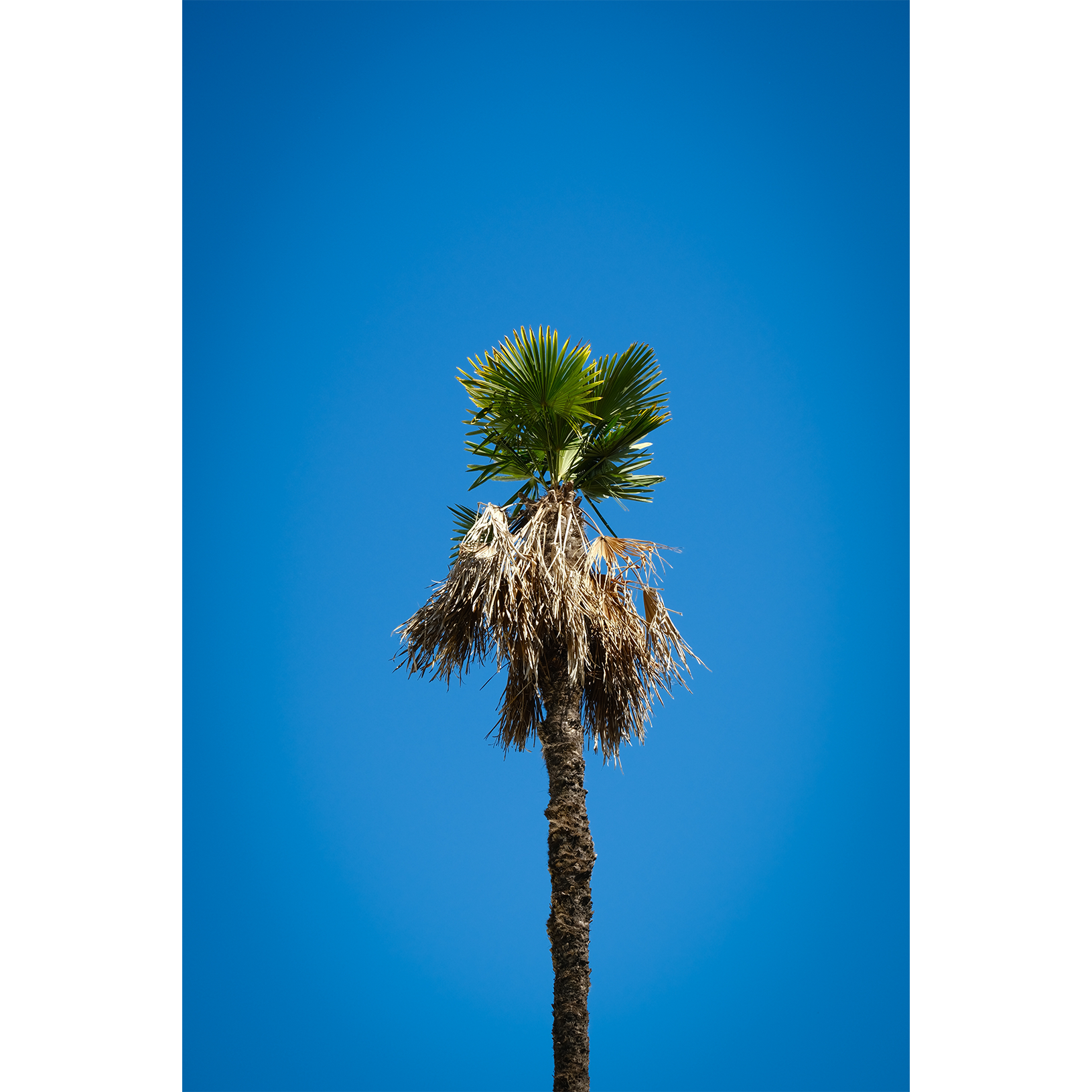 Arriba Las Palmas 03