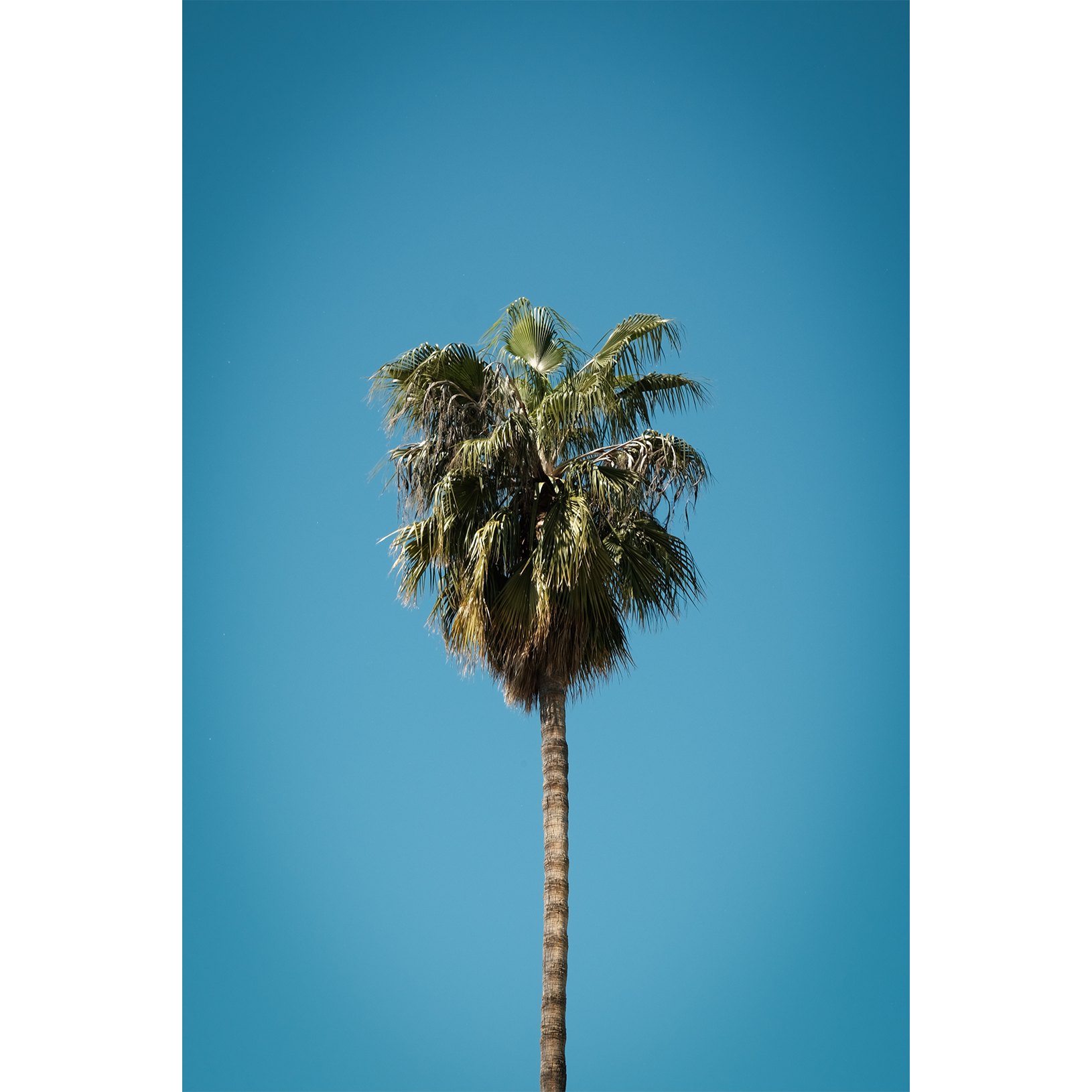 Arriba Las Palmas 02