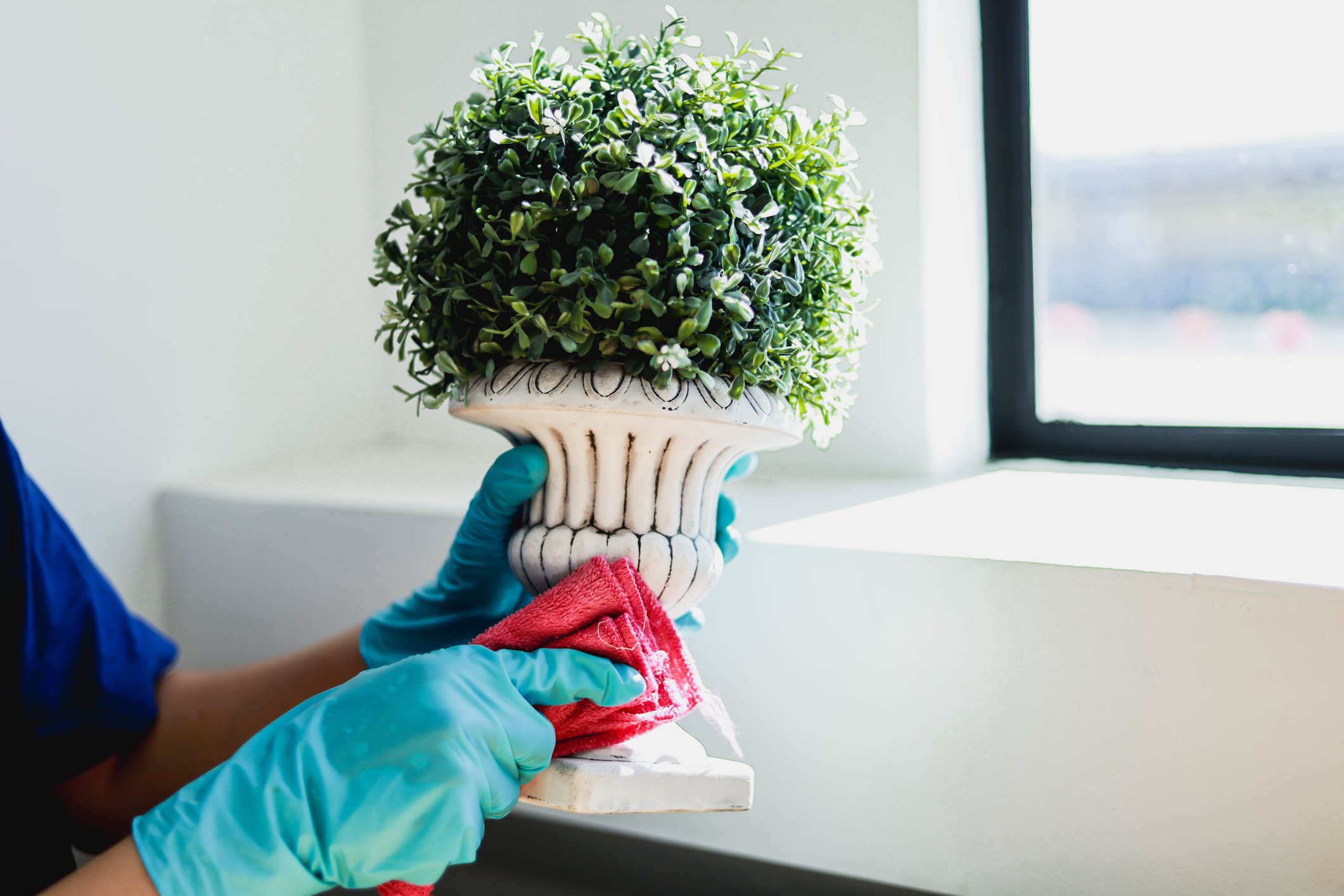 Person wearing blue gloves cleaning a decorative plant in a white ceramic pot with a red cloth near a window.