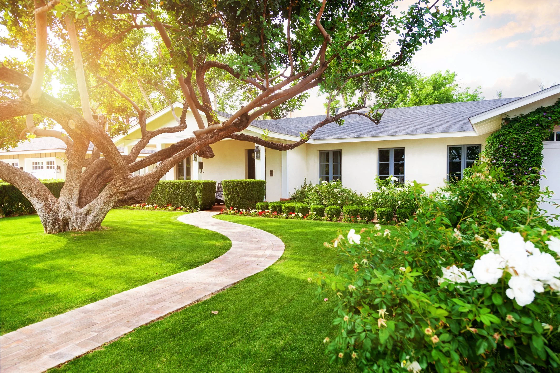 A garden with a winding brick pathway, green grass, a large tree with sprawling branches, and a white house with black windows and greenery climbing its wall.