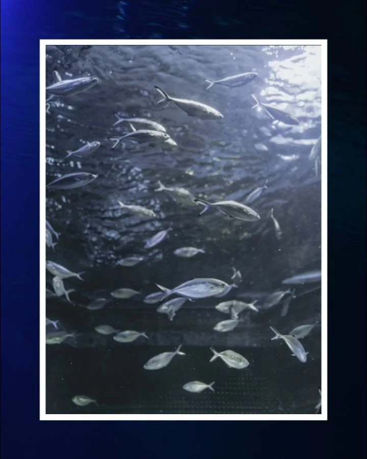 This was the Opal Coast.
.
.
.
#coteopale #picardie #ladoucefrance #seascape #beachlife