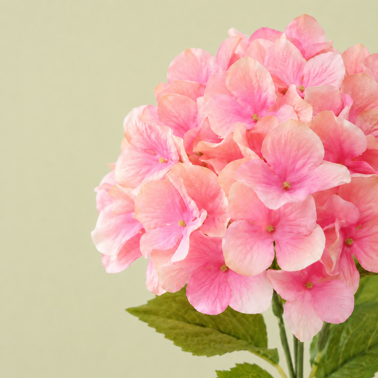Artificial light pink hydrangea flower head, close-up