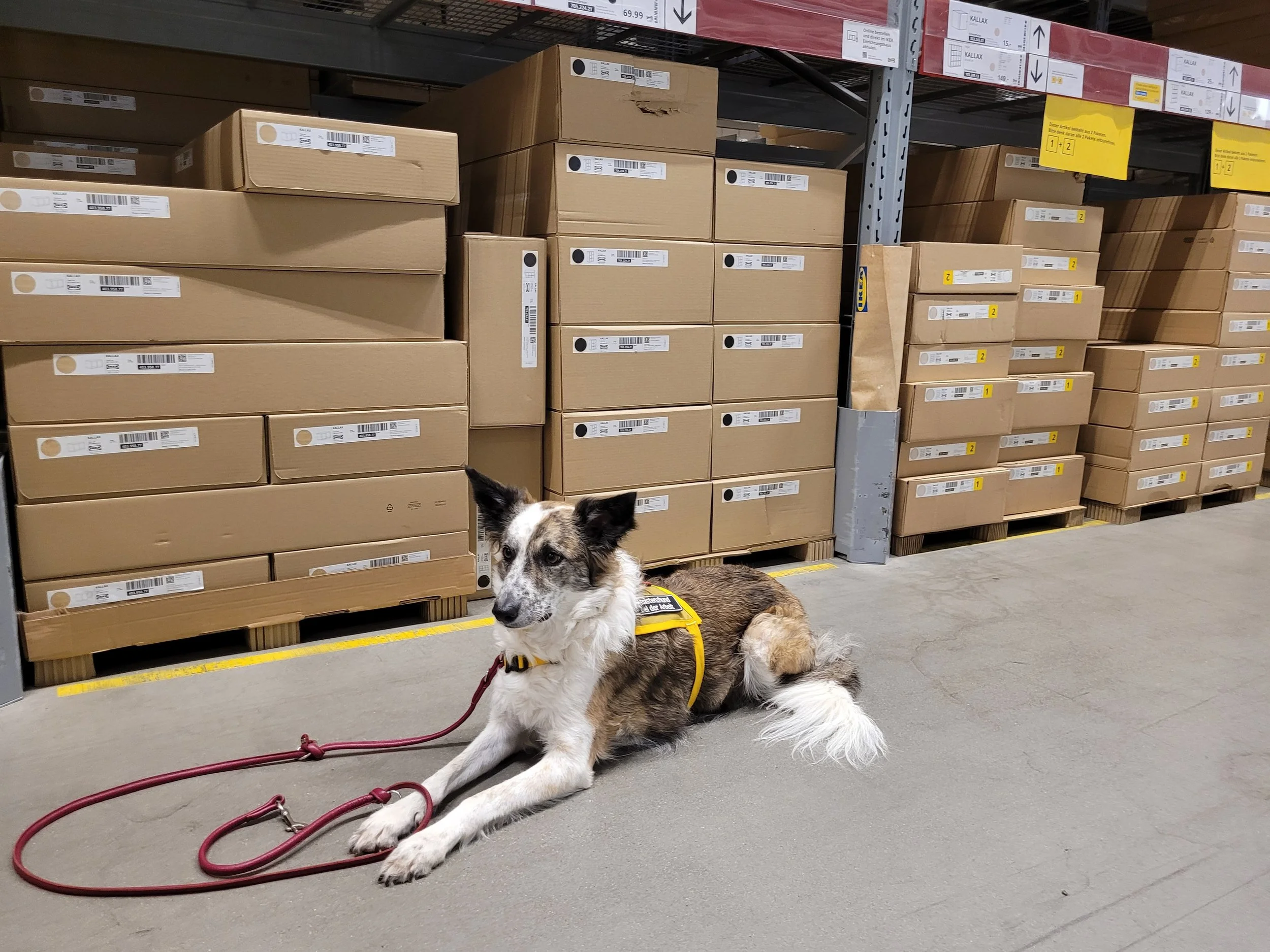 Ein braun, weiß, schwarzer Border-Collie-Hund liegt in einem Möbelhaus. Die Leine ist auf dem Boden. Hinter dem Hund sind Eisenregale mit großen Pappkartons und Beschriftung.