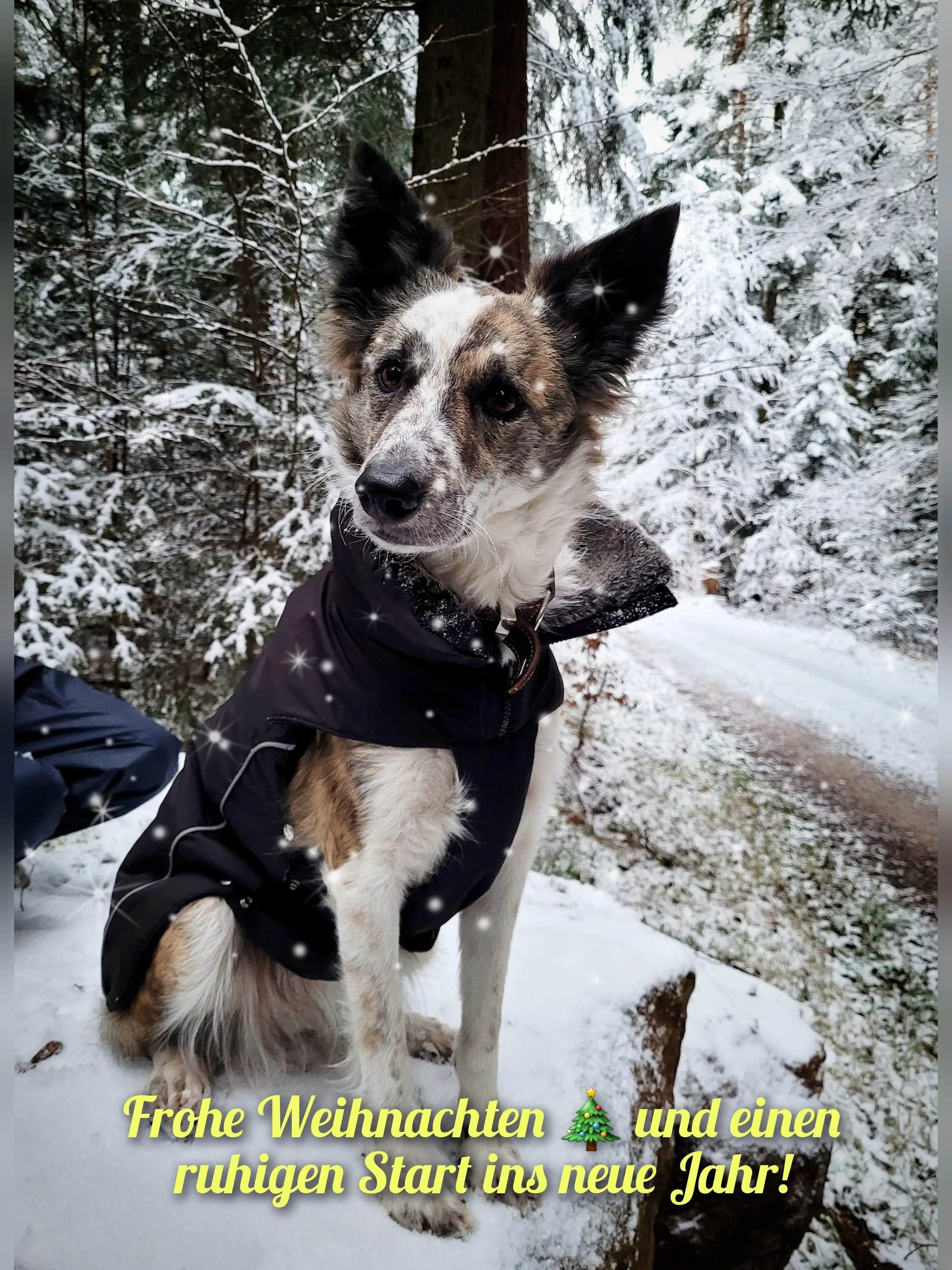 Hund mit einem schwarzen Mantel sitzt im Schnee in einem winterlichen Wald, umgeben von Schneebedeckten Bäumen. Die Weihnachtsgrüße auf dem Bild sagen: 'Frohe Weihnachten und einen ruhigen Start ins neue Jahr!'